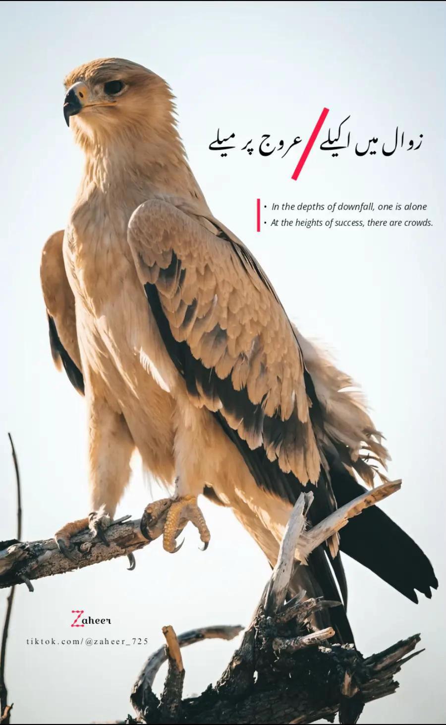 @ᴋᴀᴍɪ اعوان🪽