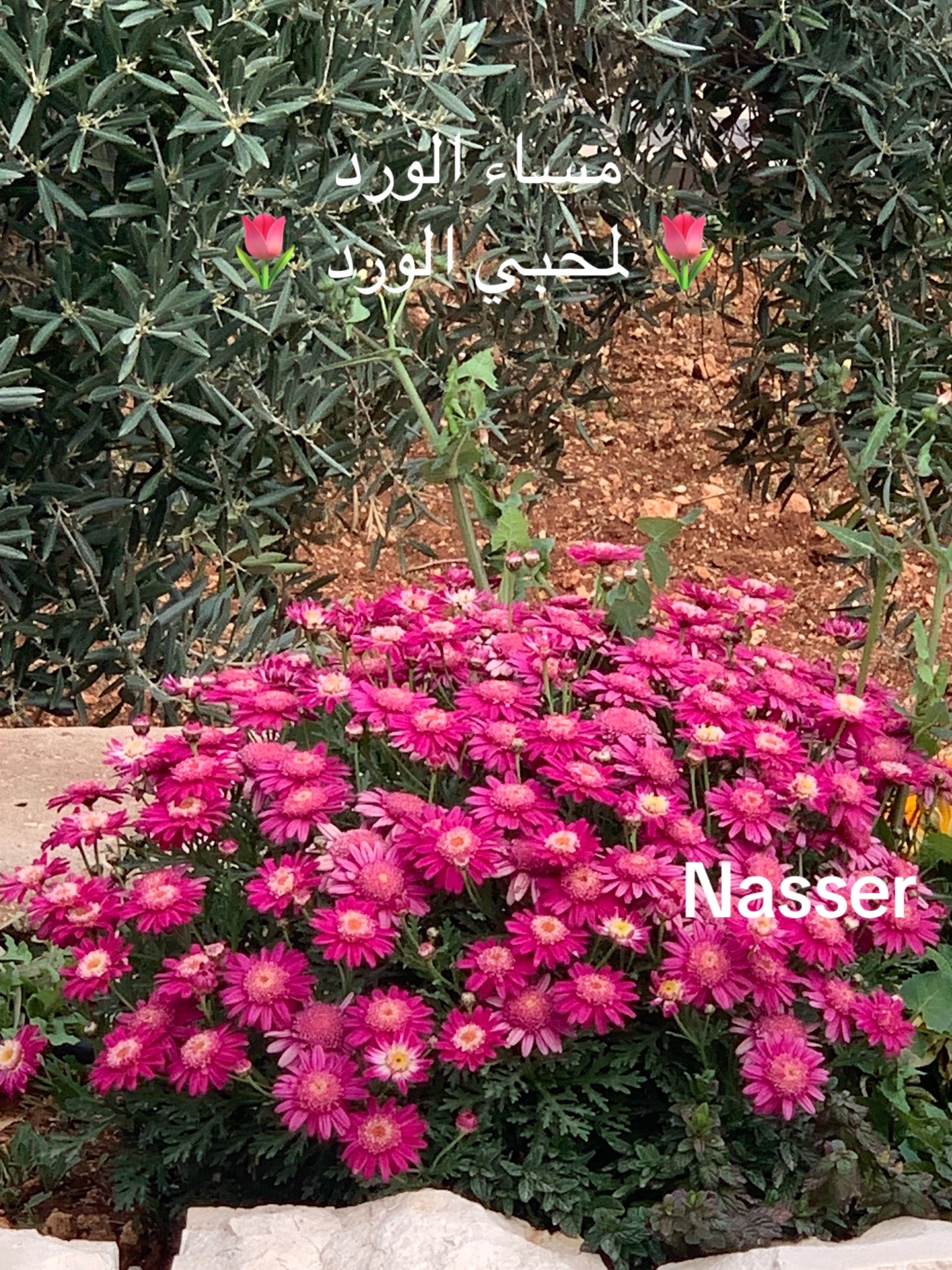 @Nasser