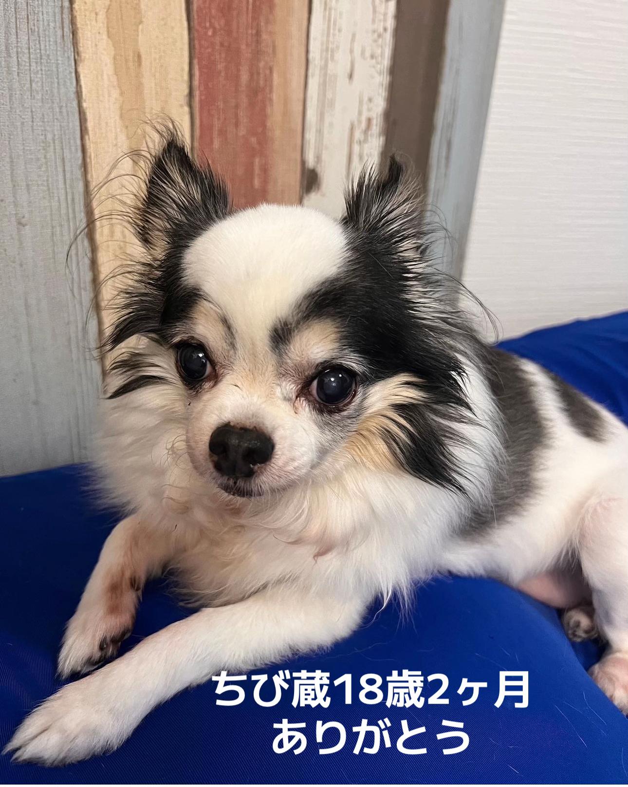@ビビまるトンチャー