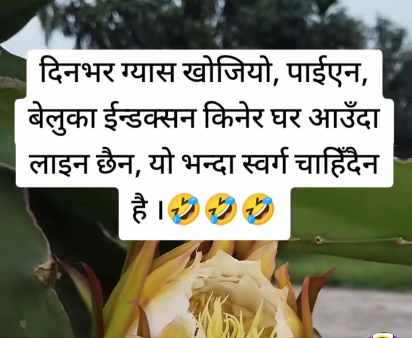@Janwi Bohara