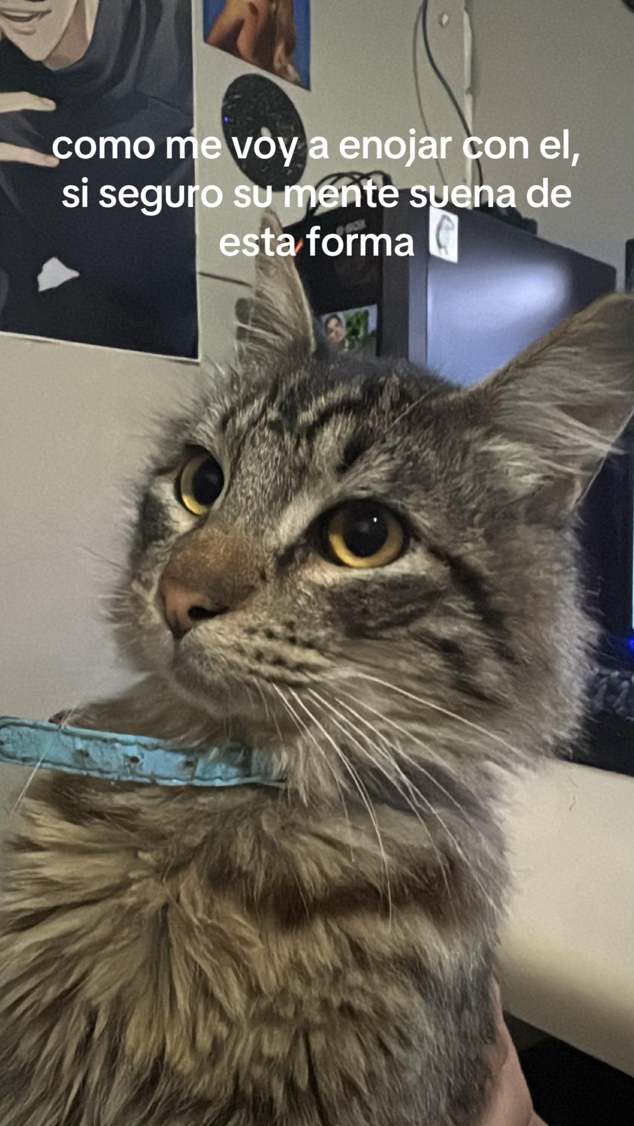 @nickycat