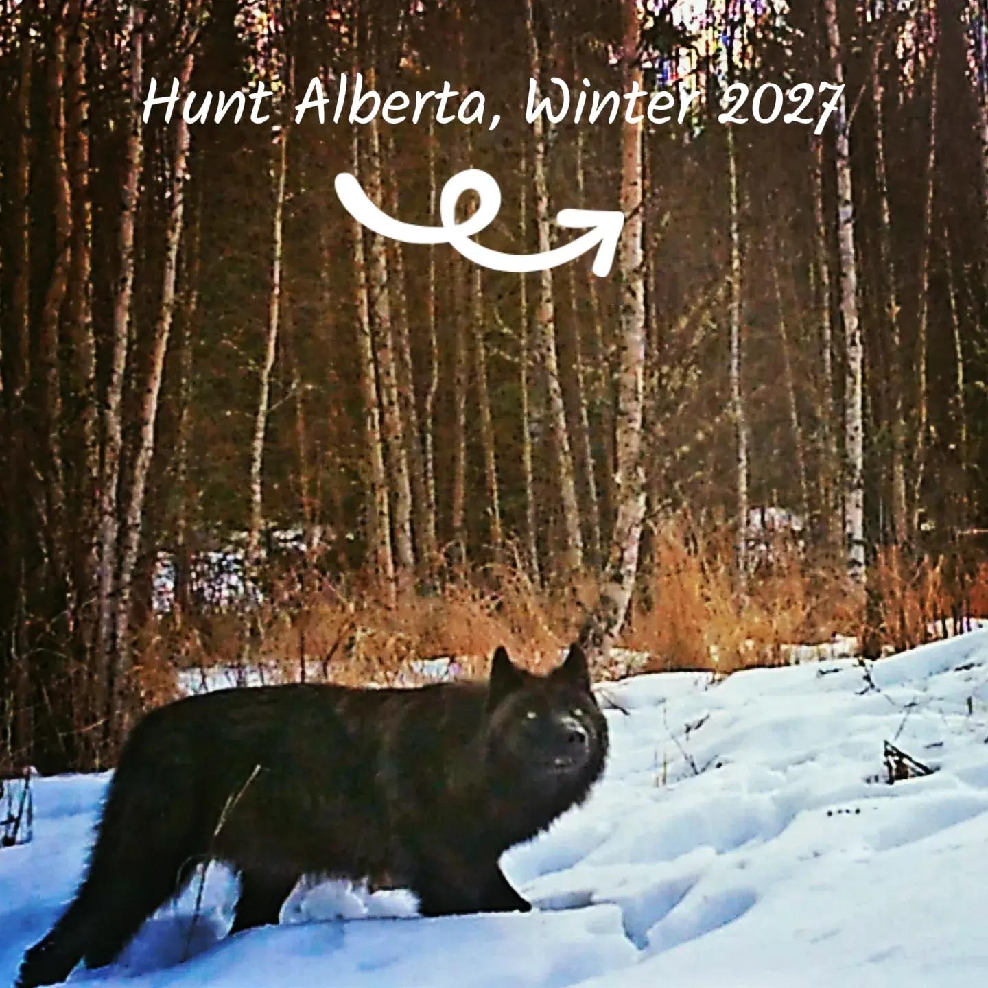 @ddwildhunts