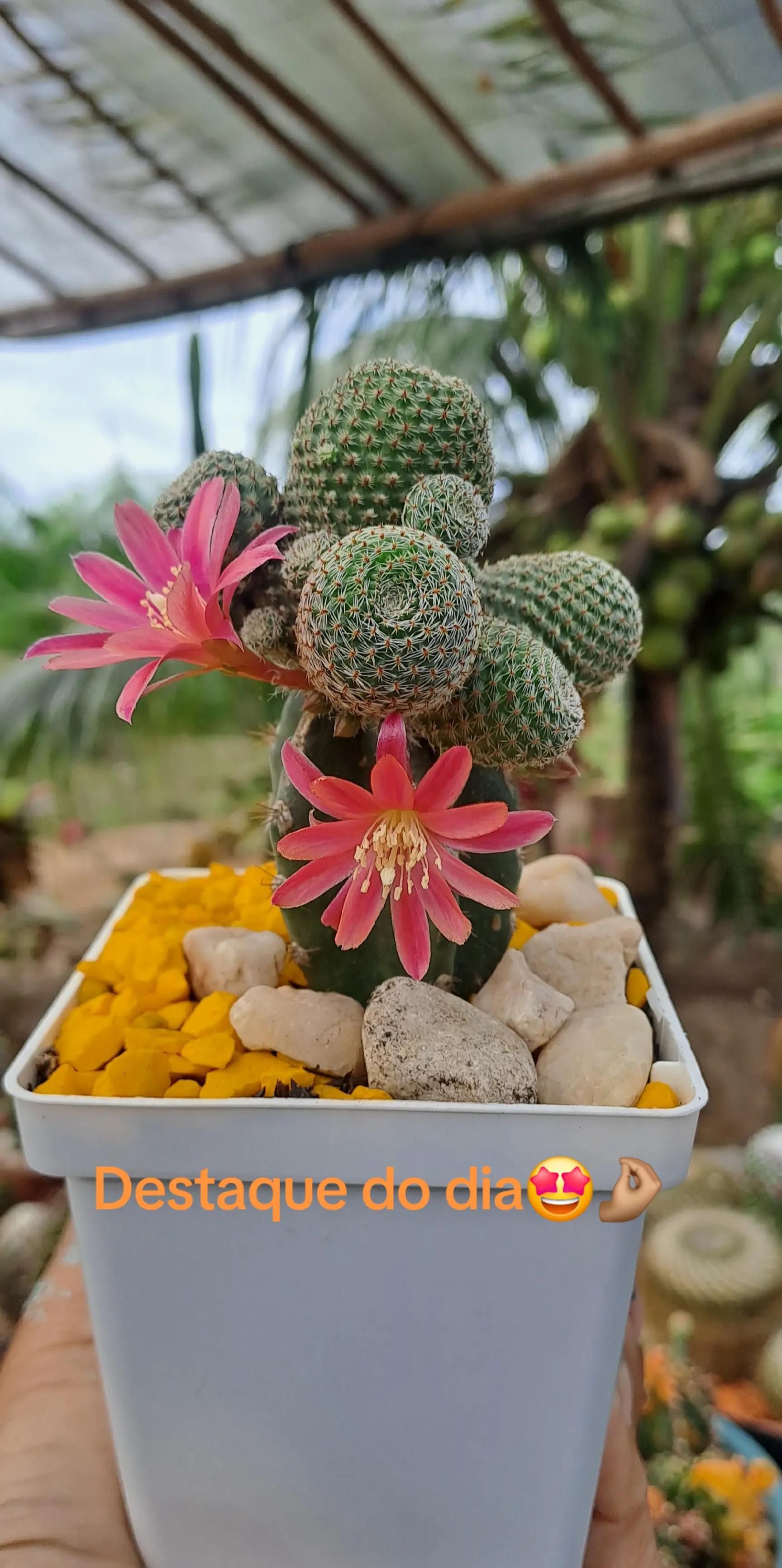 @Val Brito🌻✍️