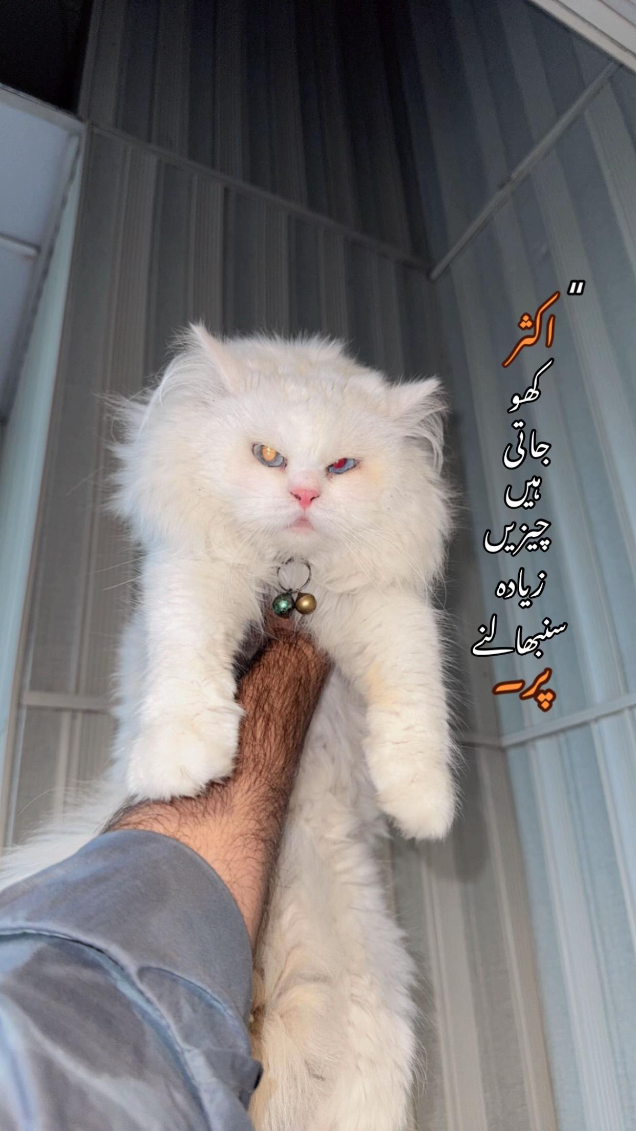 @ع✨