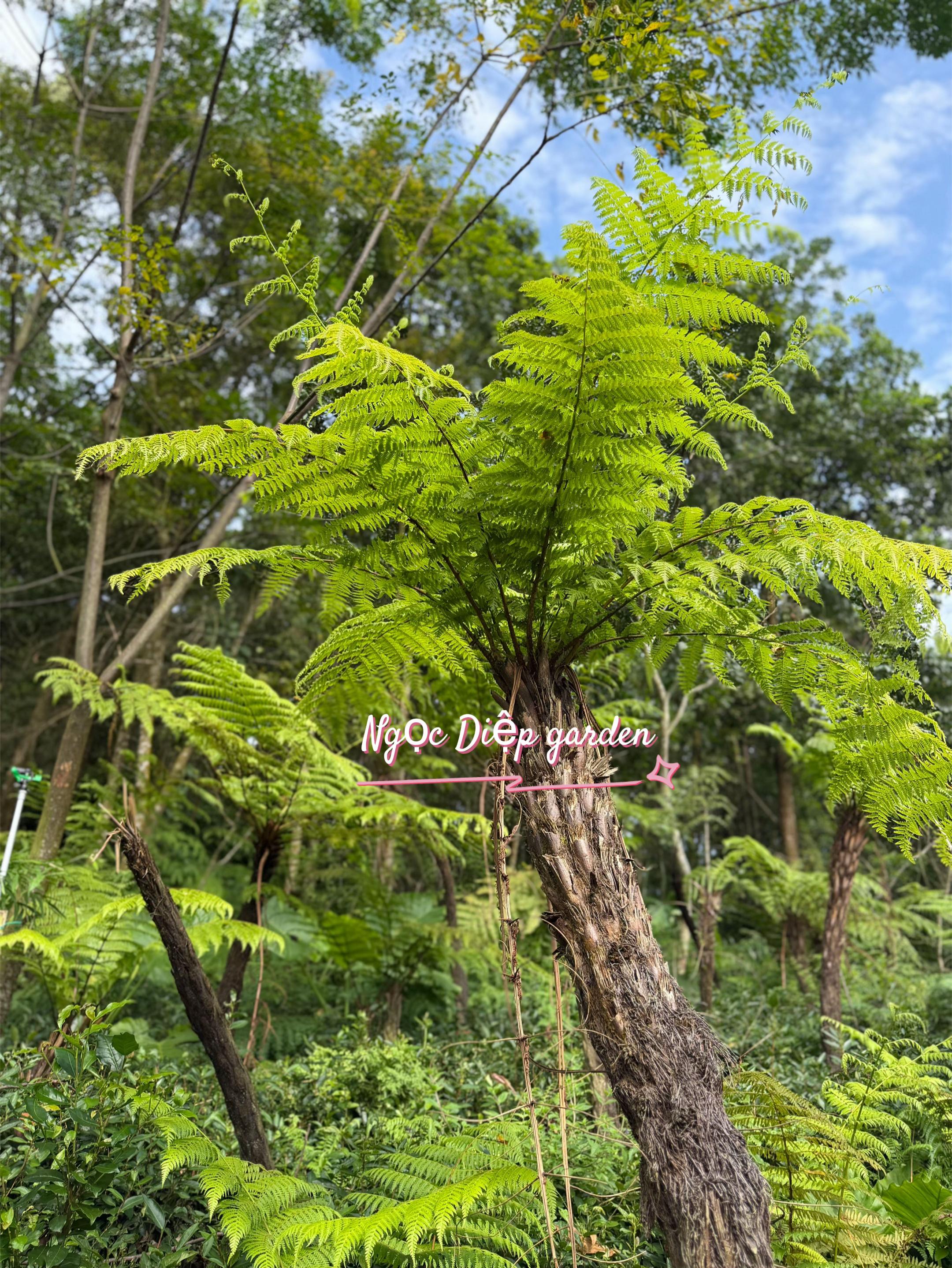 @@M&Ecirc; C&Acirc;Y88