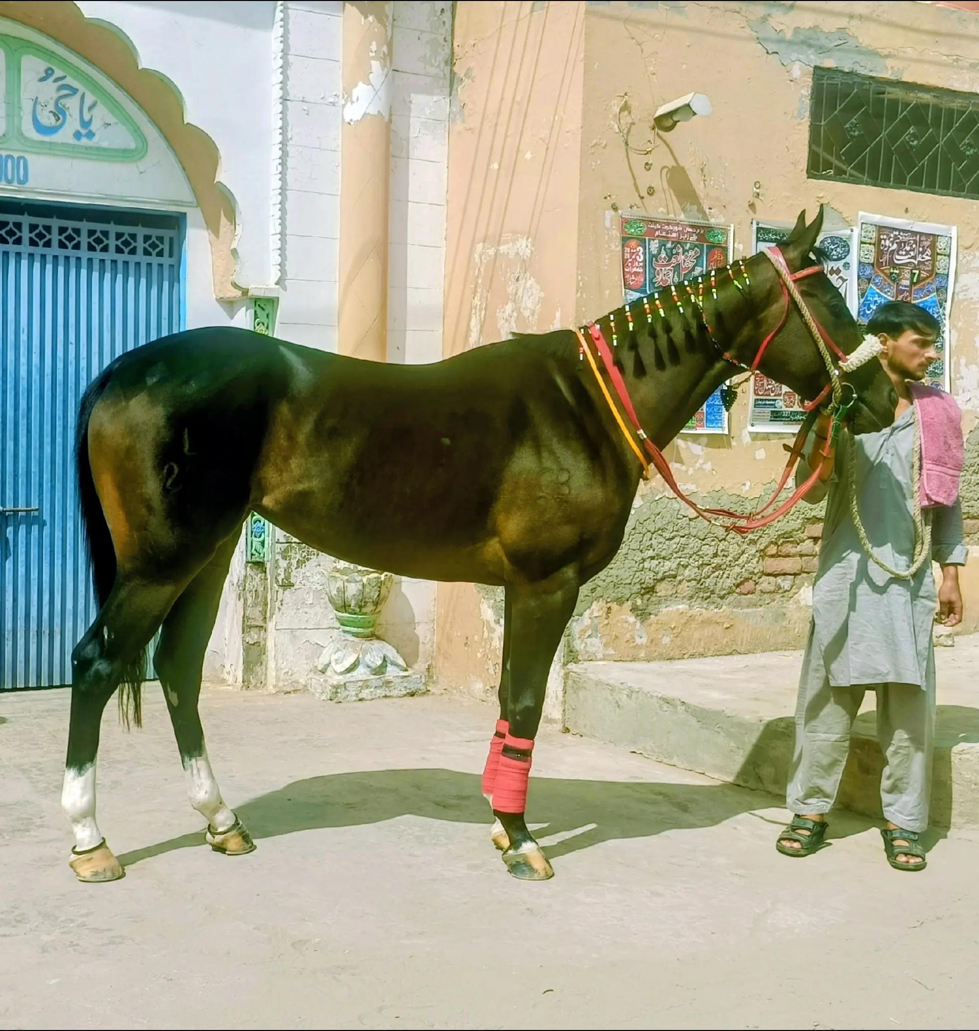 @JB JAVED