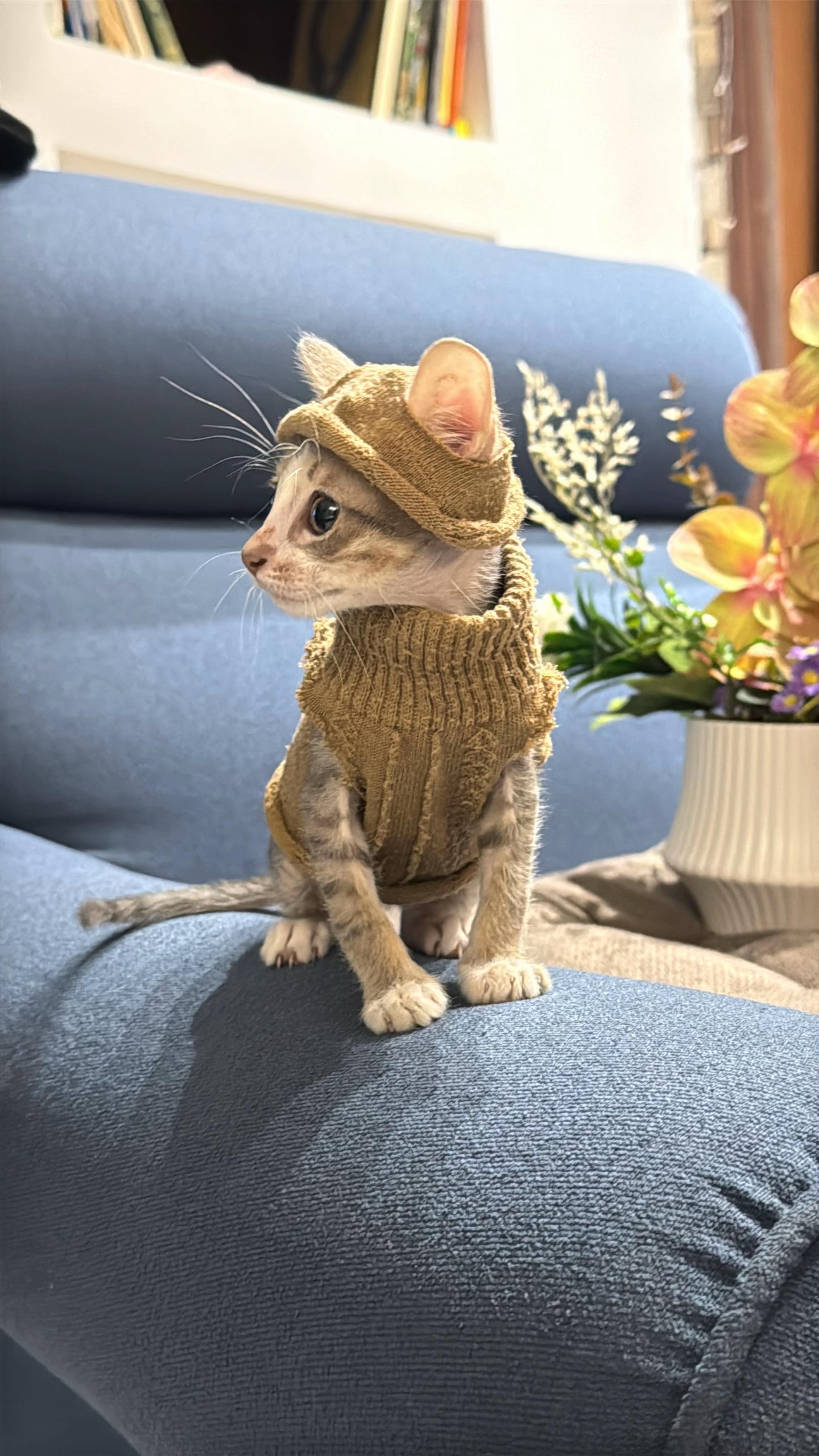 @Lots of cats