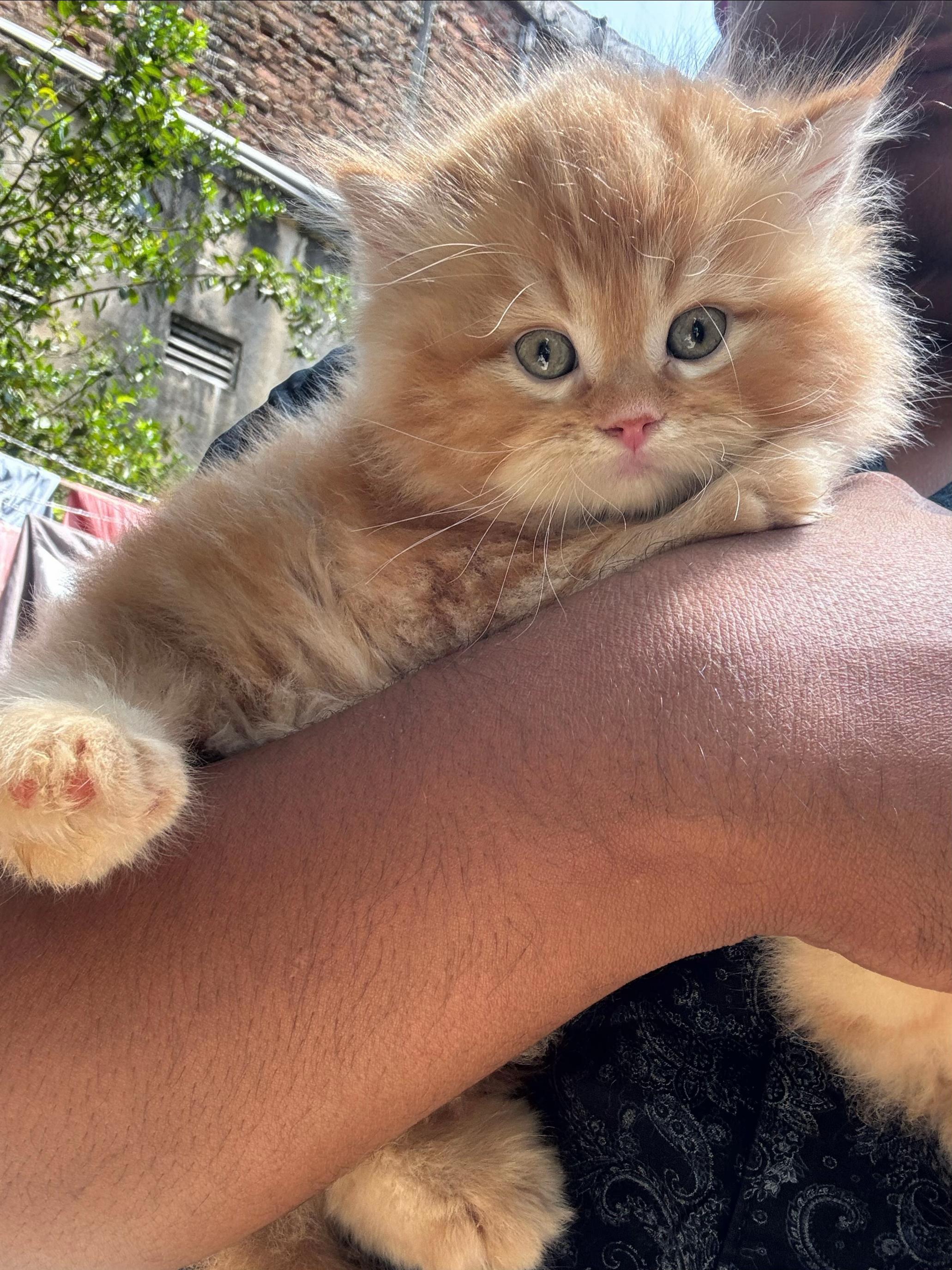 @Meow Mart 🐈