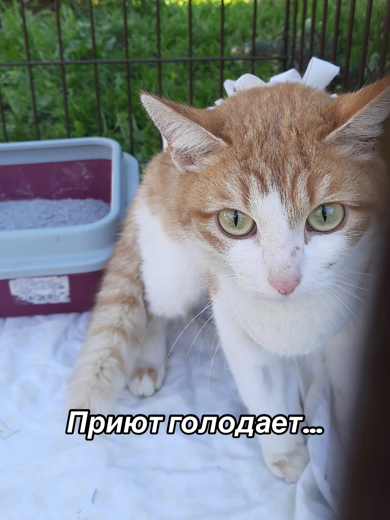 @Приют для животных Потеряшка
