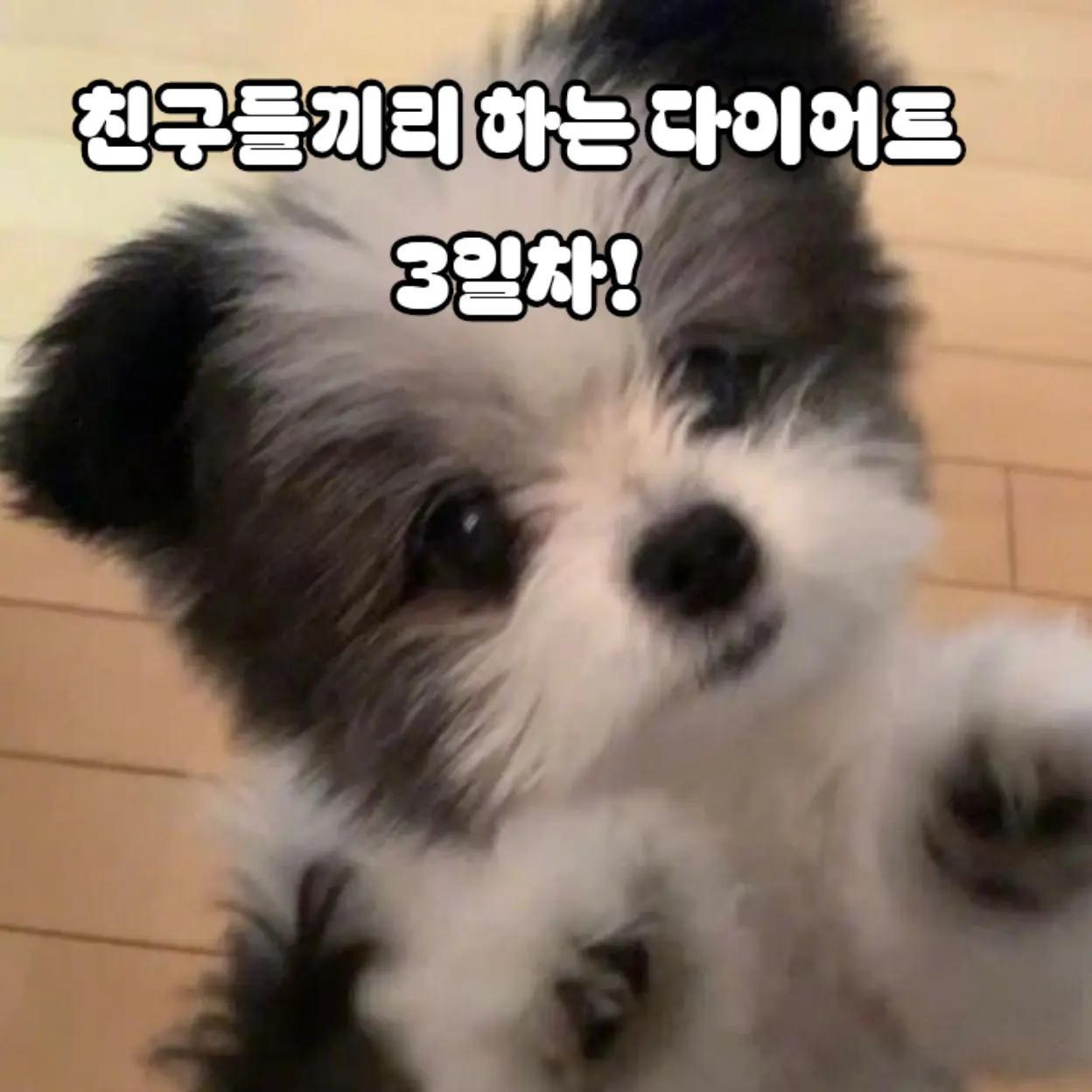 @오랑우탄