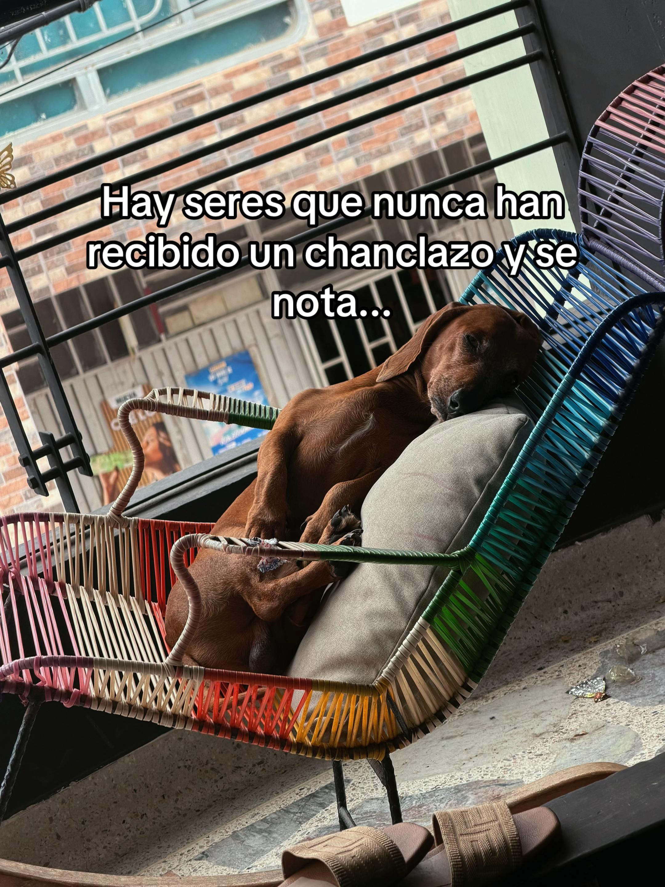 @Camila Rios