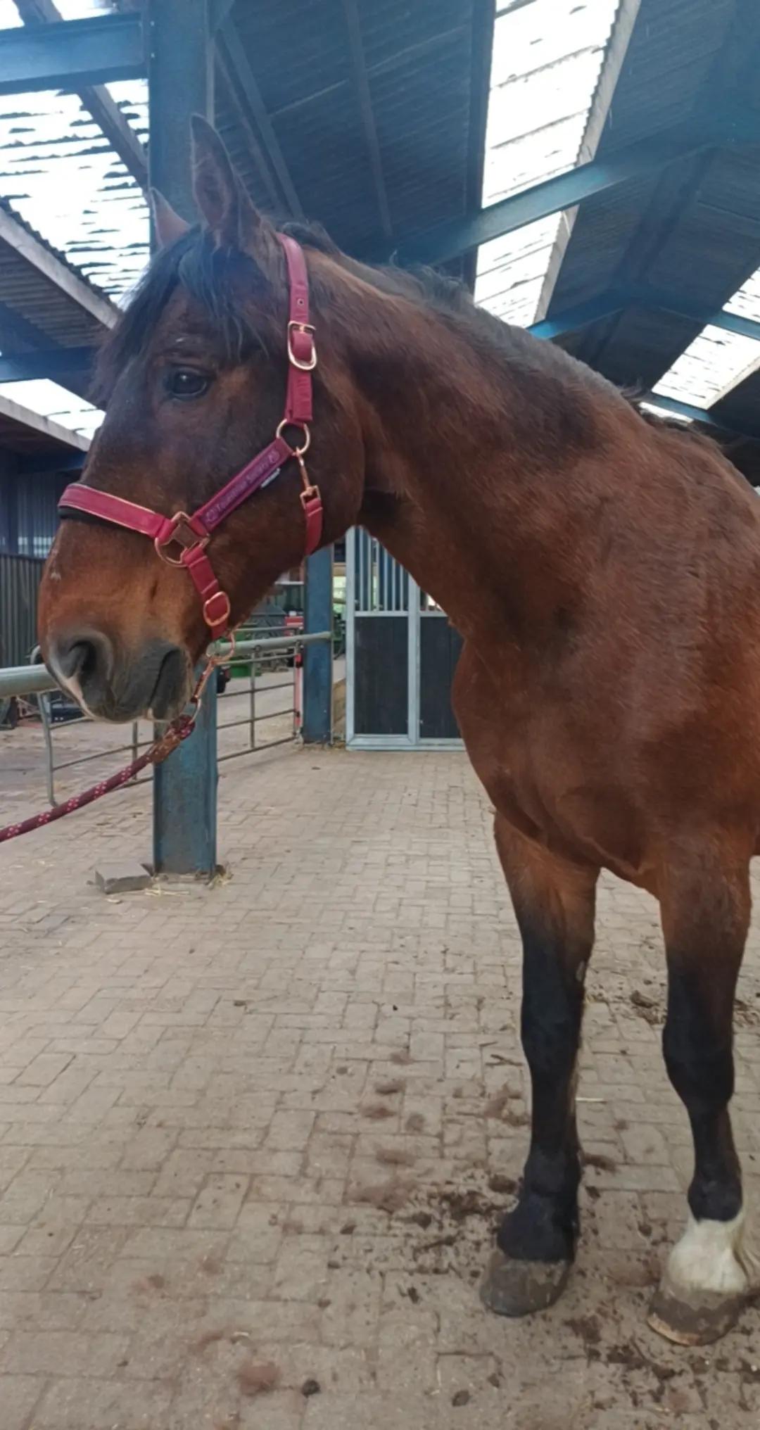 @equi_mandy