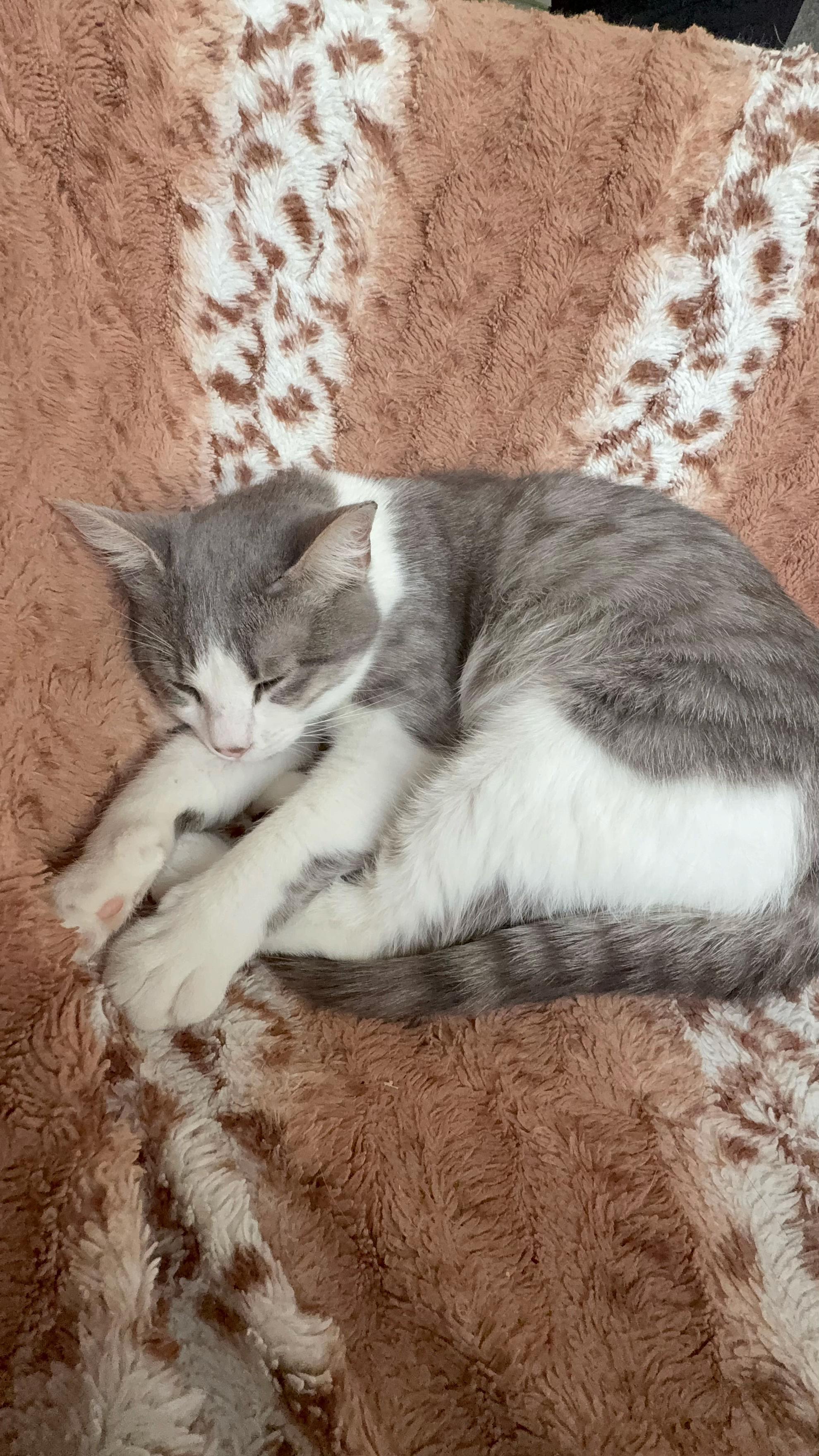@Twixsa🐈⬛