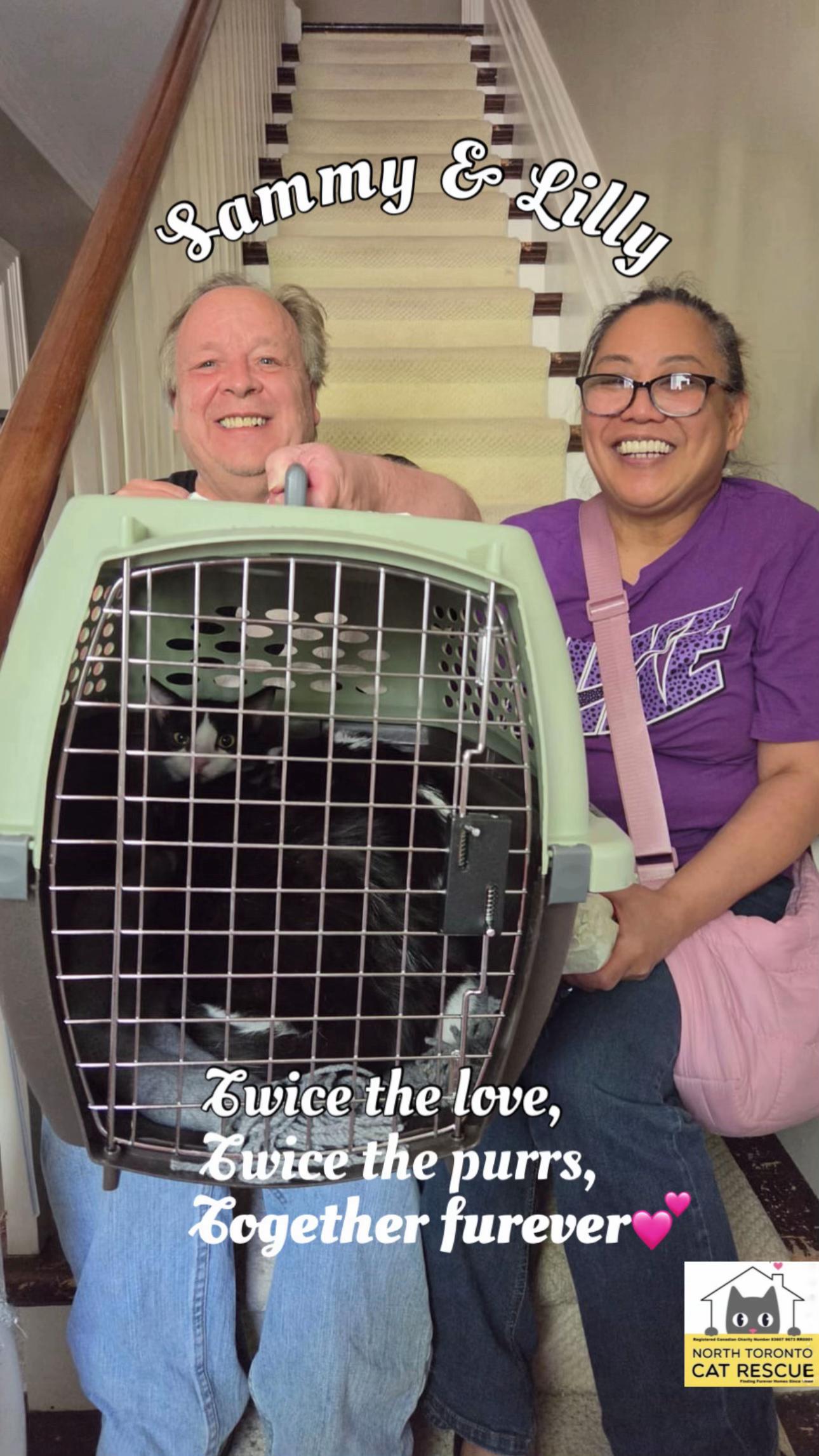 @North Toronto Cat Rescue