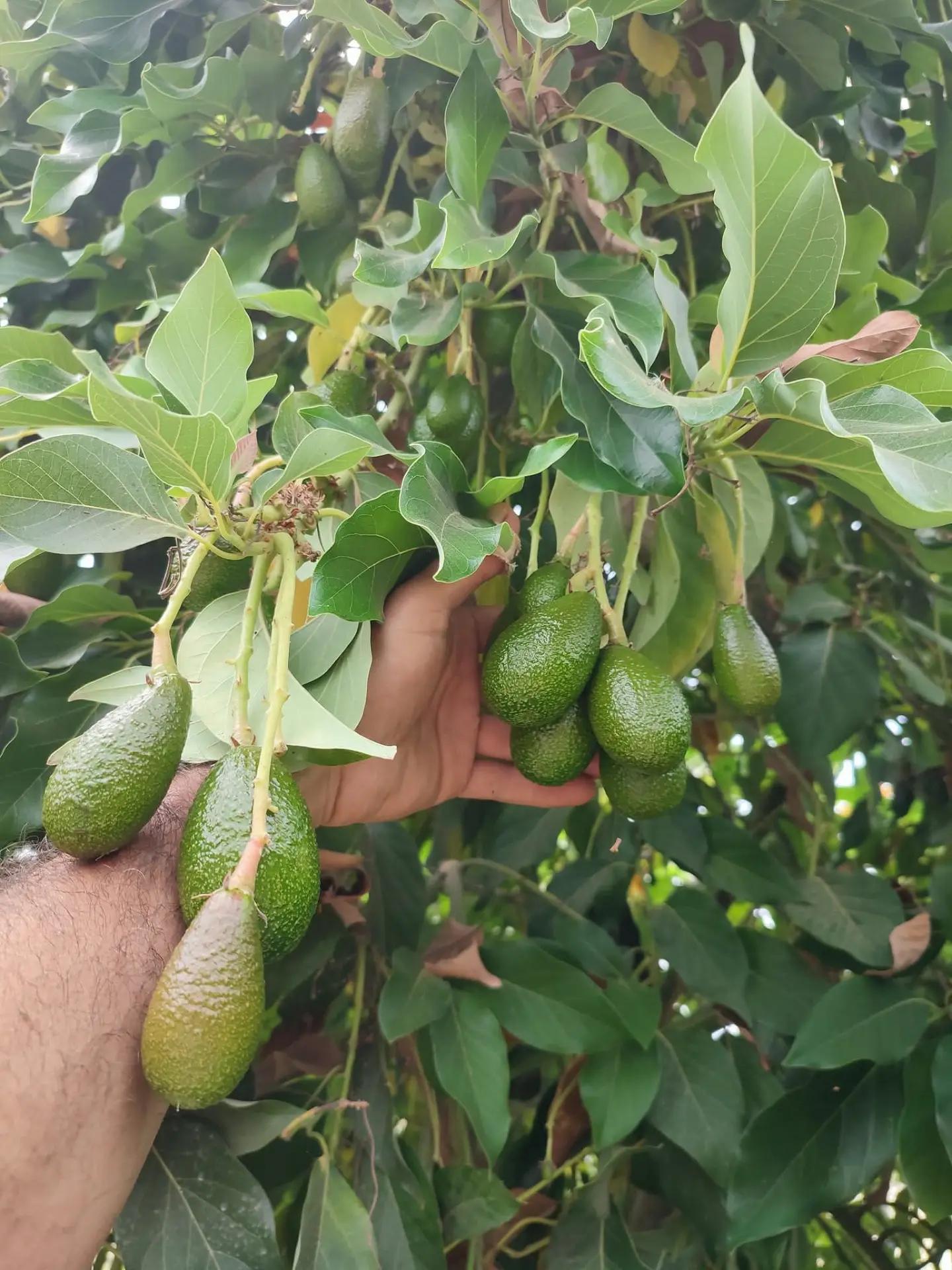 @Alanya avakado dünyası
