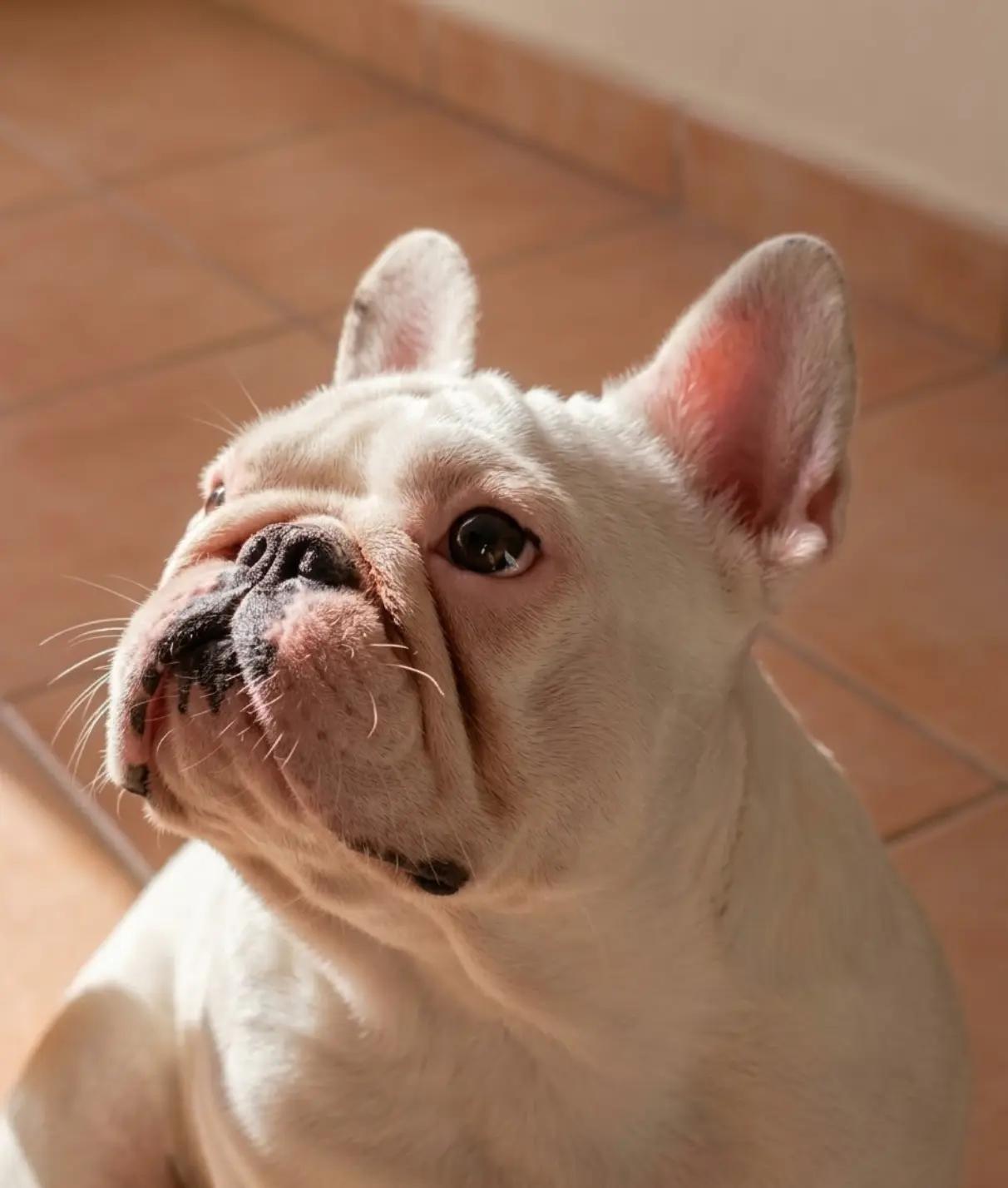 @Bosphorus Bulls French Bulldog