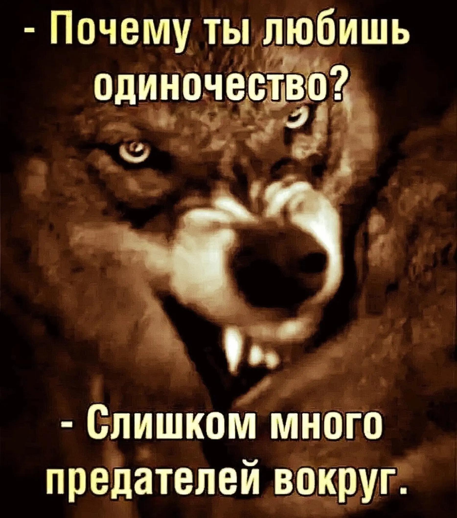 @wolf