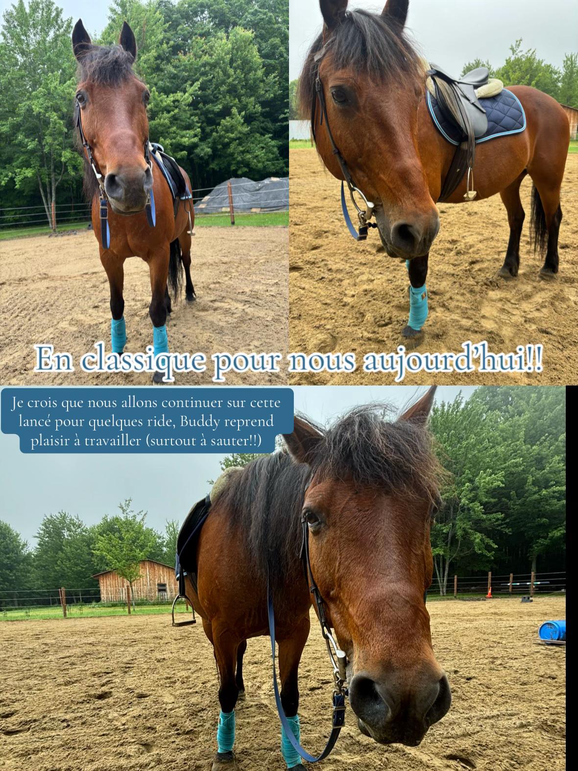 @🐴✨| M&M ranch |🐴✨