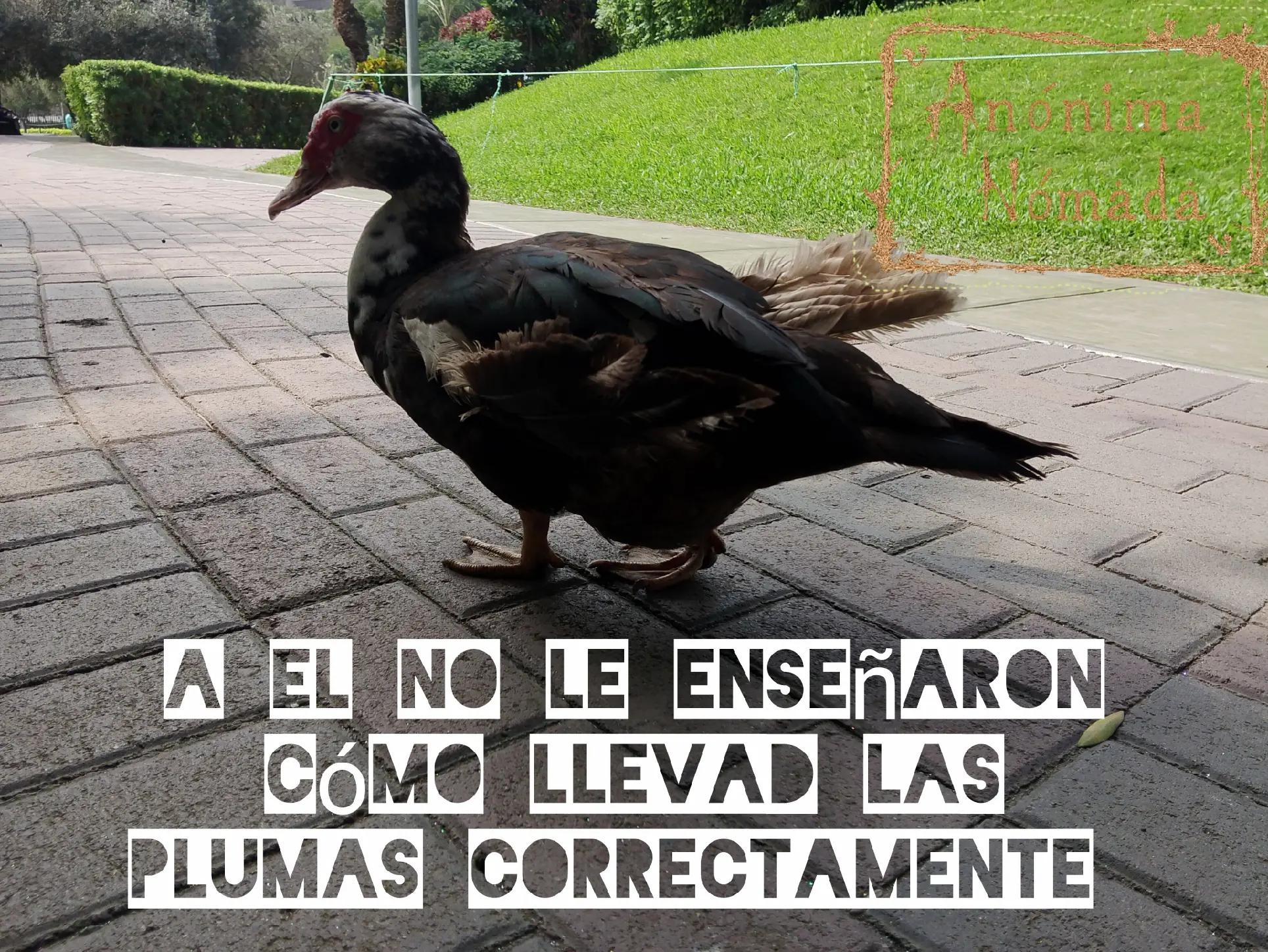 @Alba