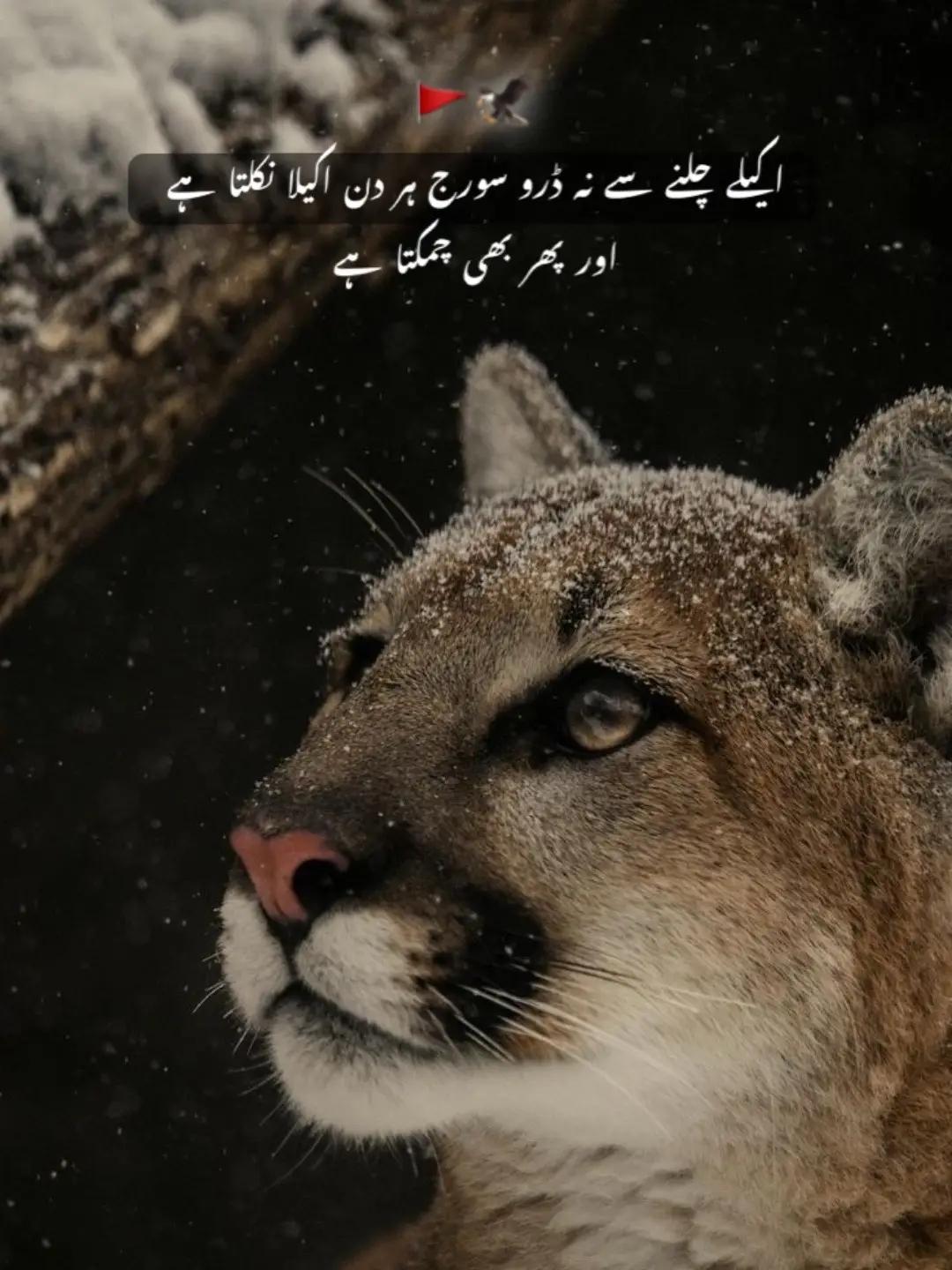 @⚛ نواب شأۂ ❇