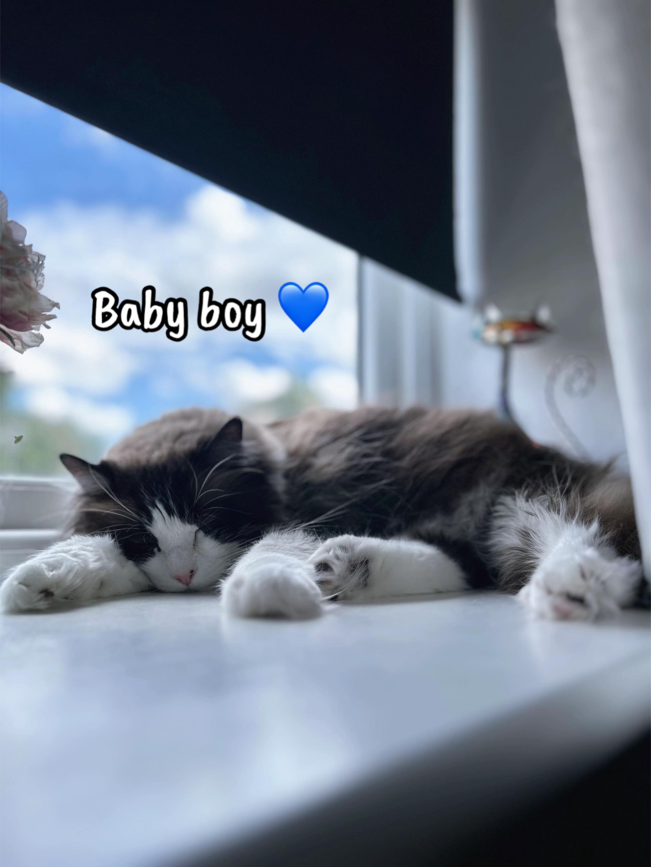 @Ted the ragdoll cat 🐾