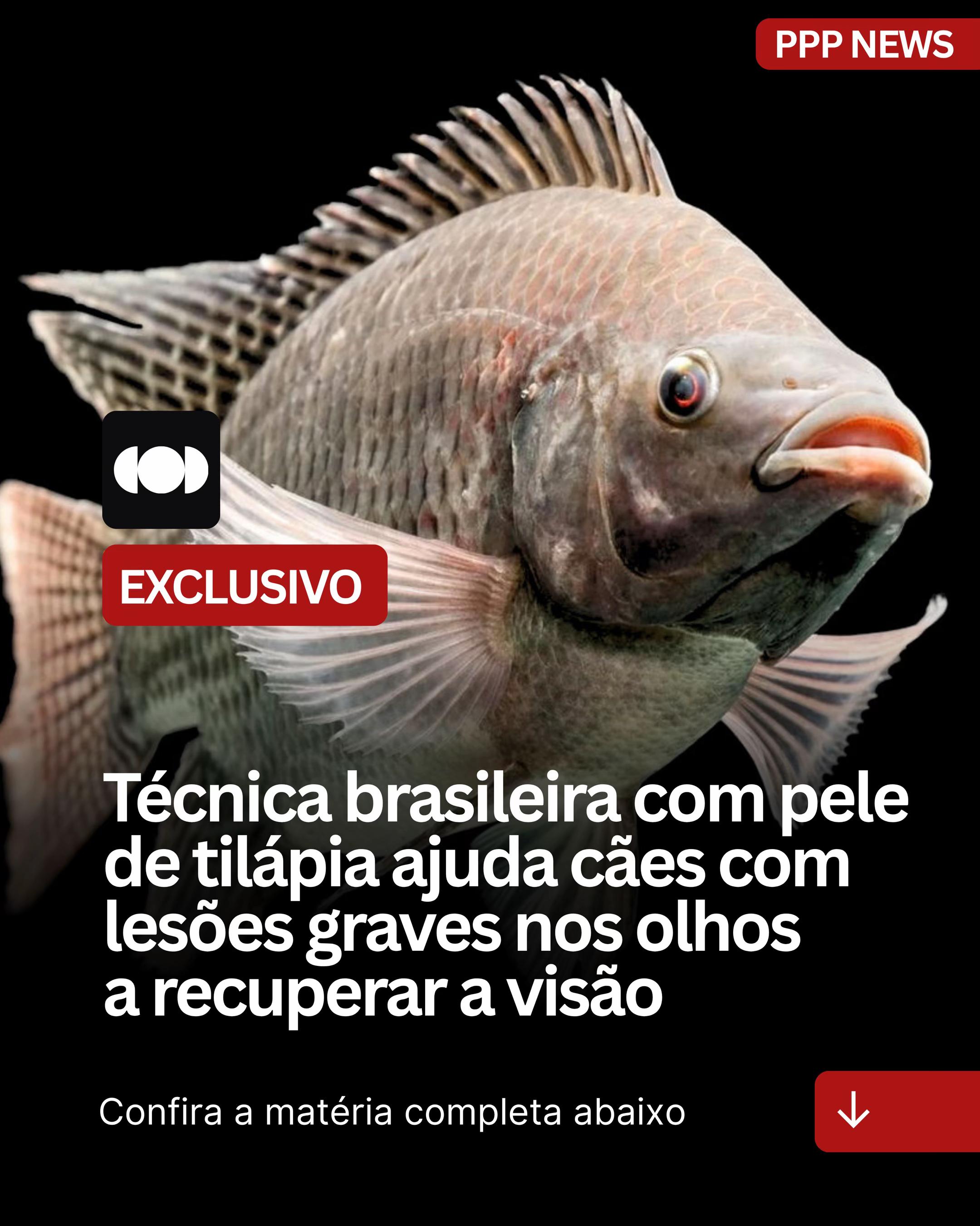 @PITBULL PLANET