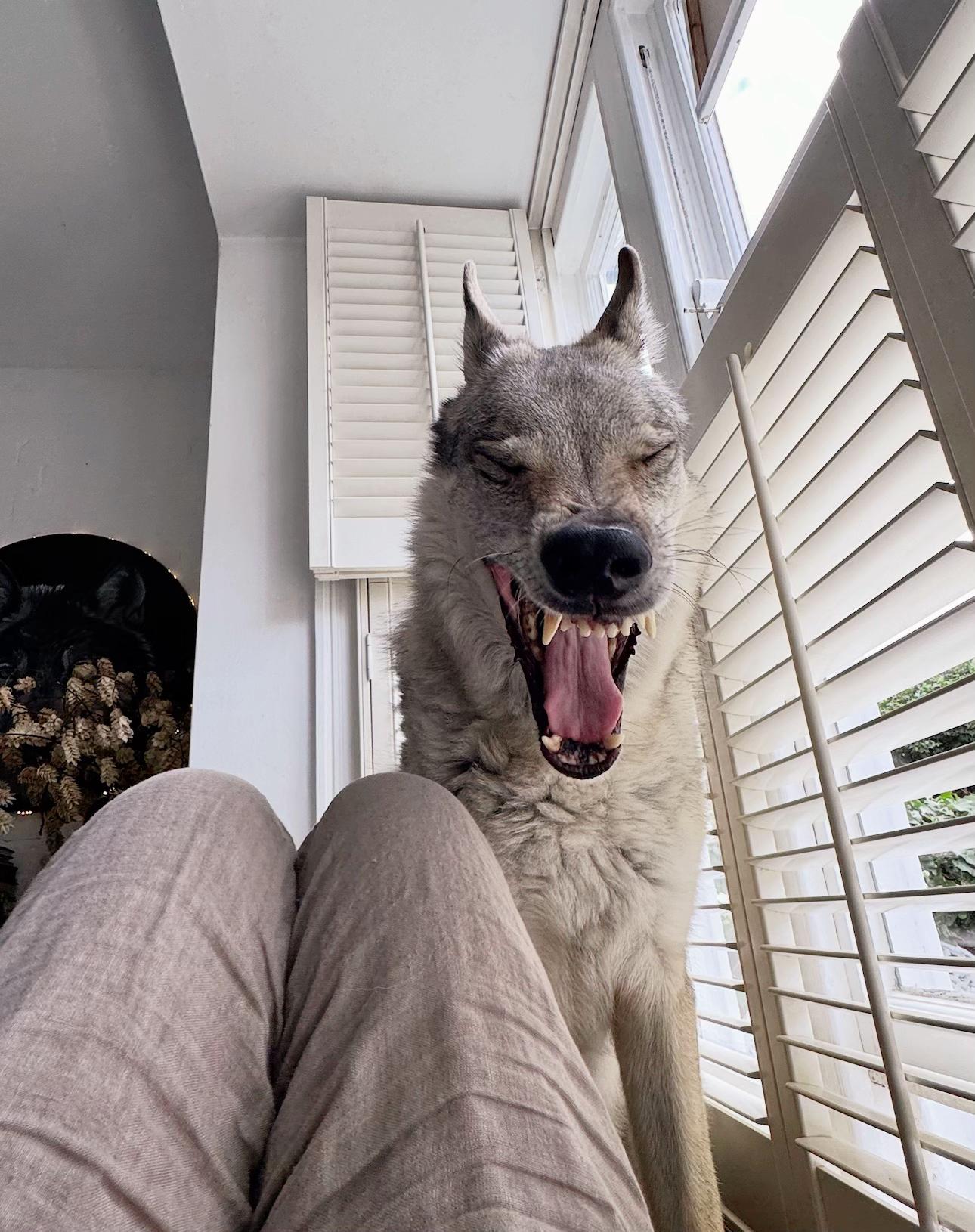 @Warwicks Wolfdog