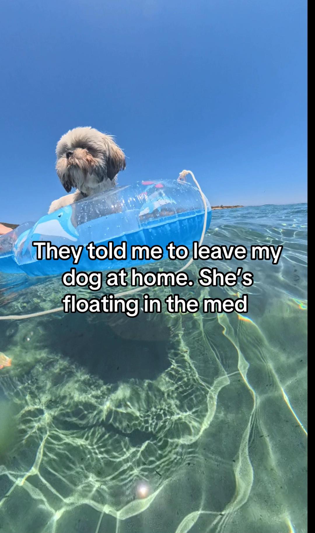 @Daisy | The Dog Travel App