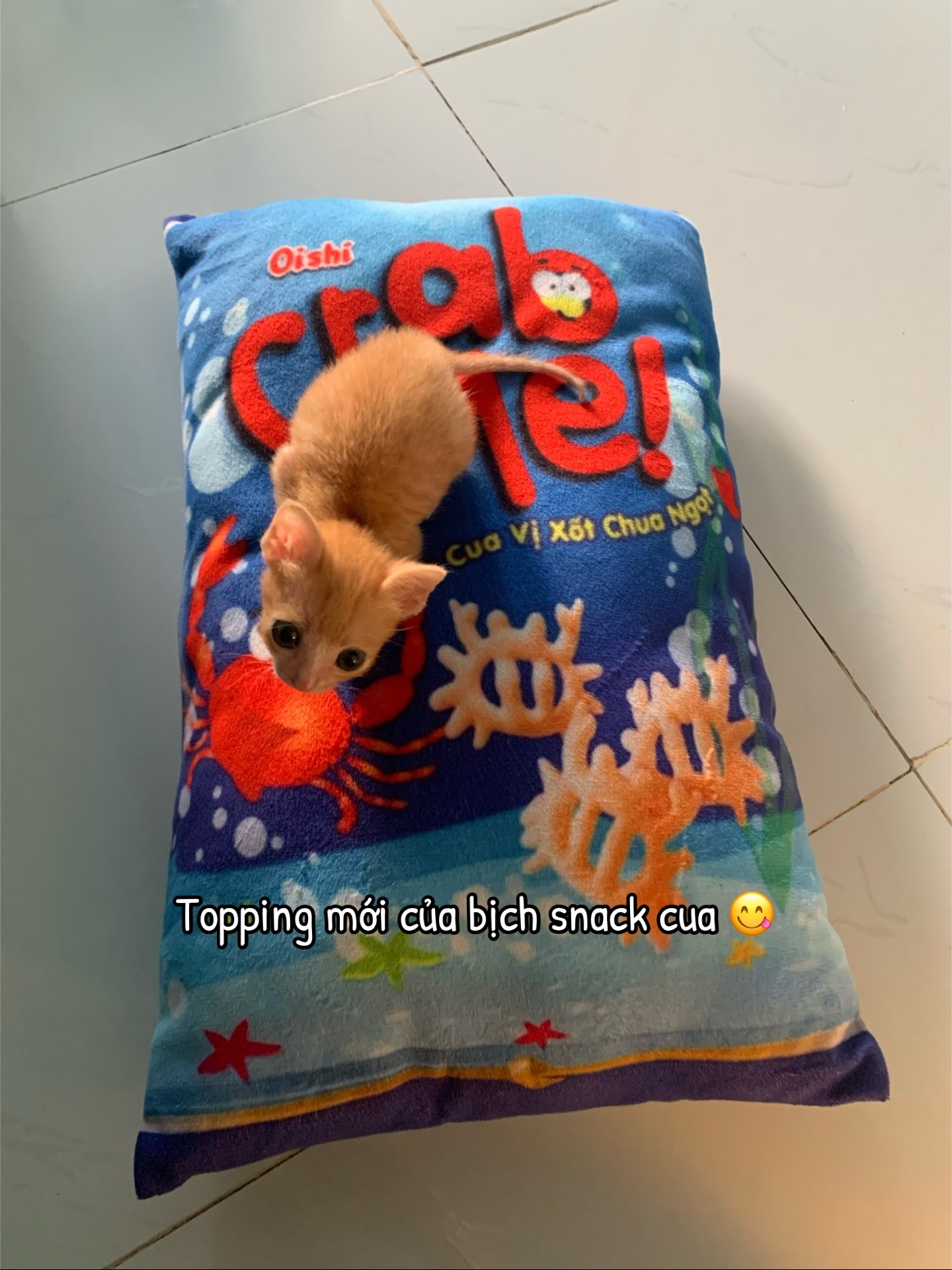 @Trú mèo tên mimi