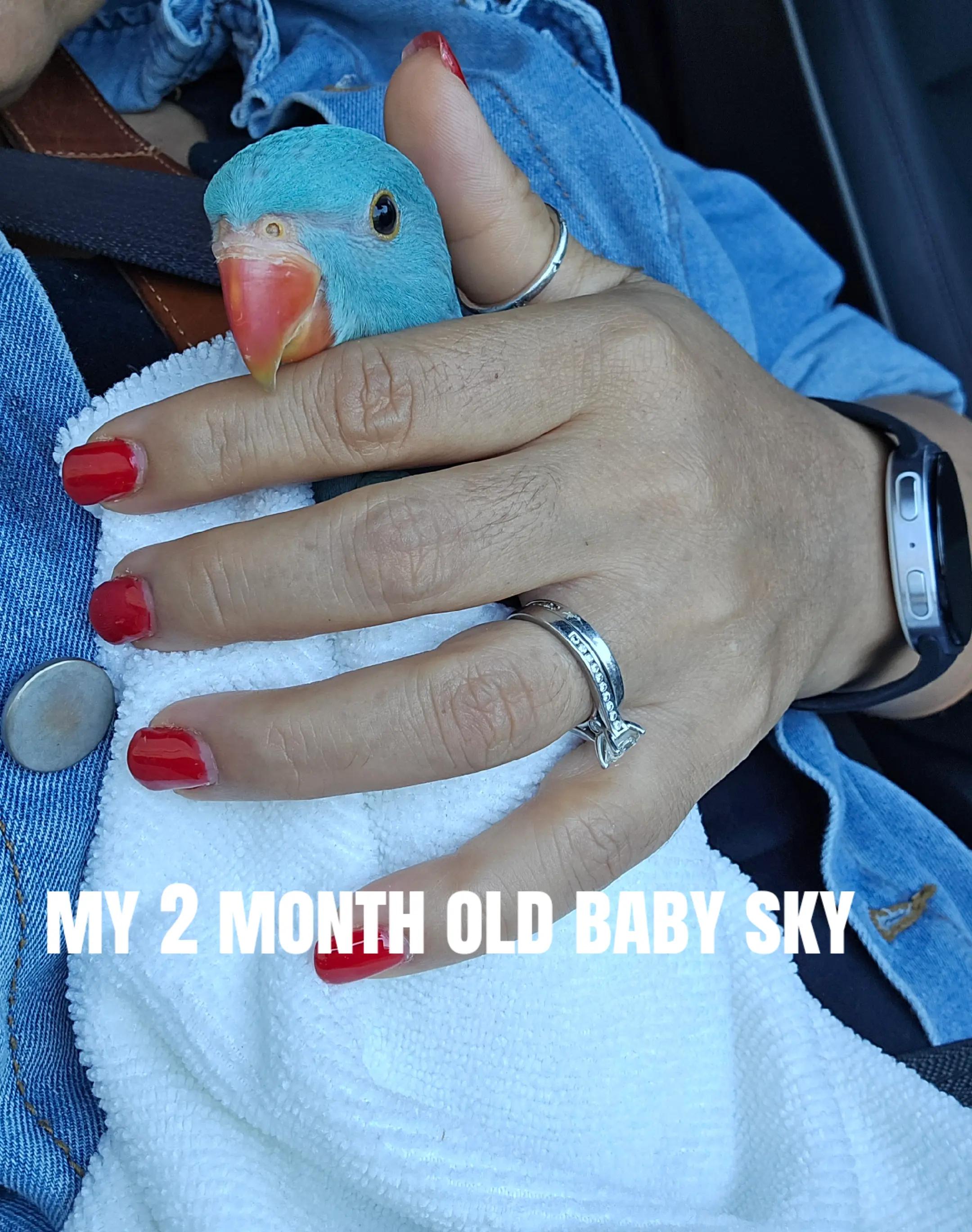 @lilotheparrot & Sky