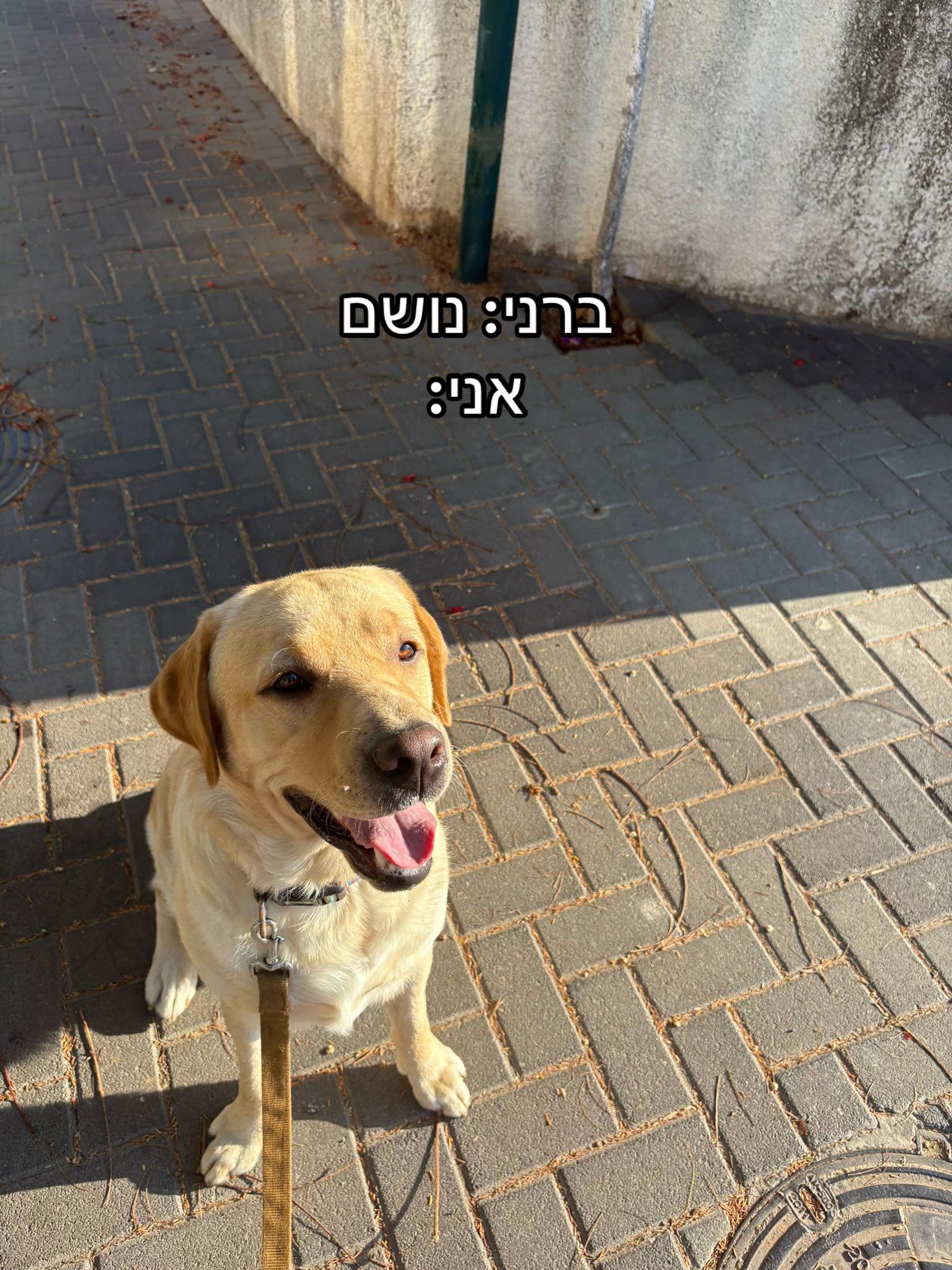 @לילוש
