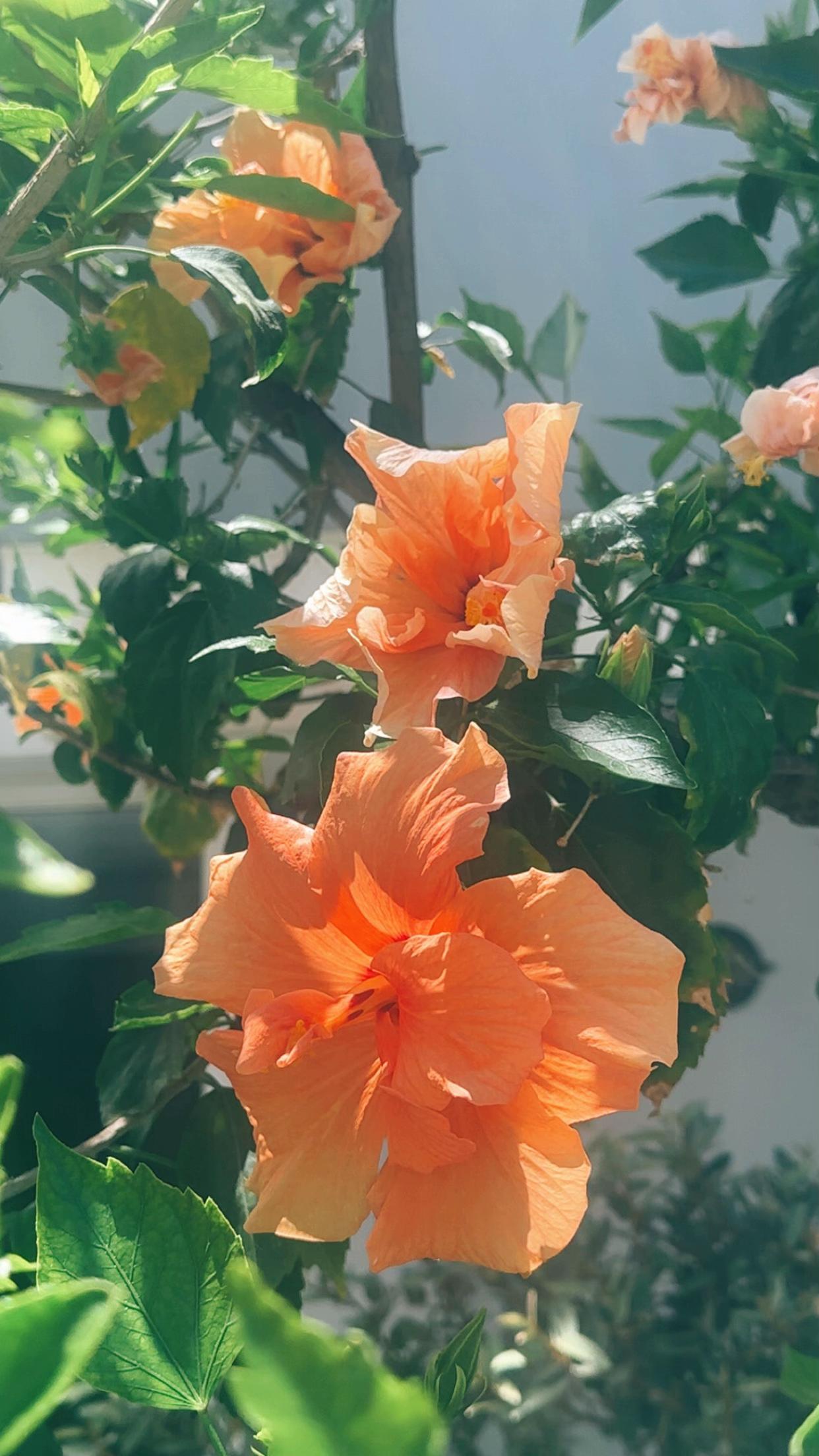 @𝑒𝓁𝓁𝒶 🪷