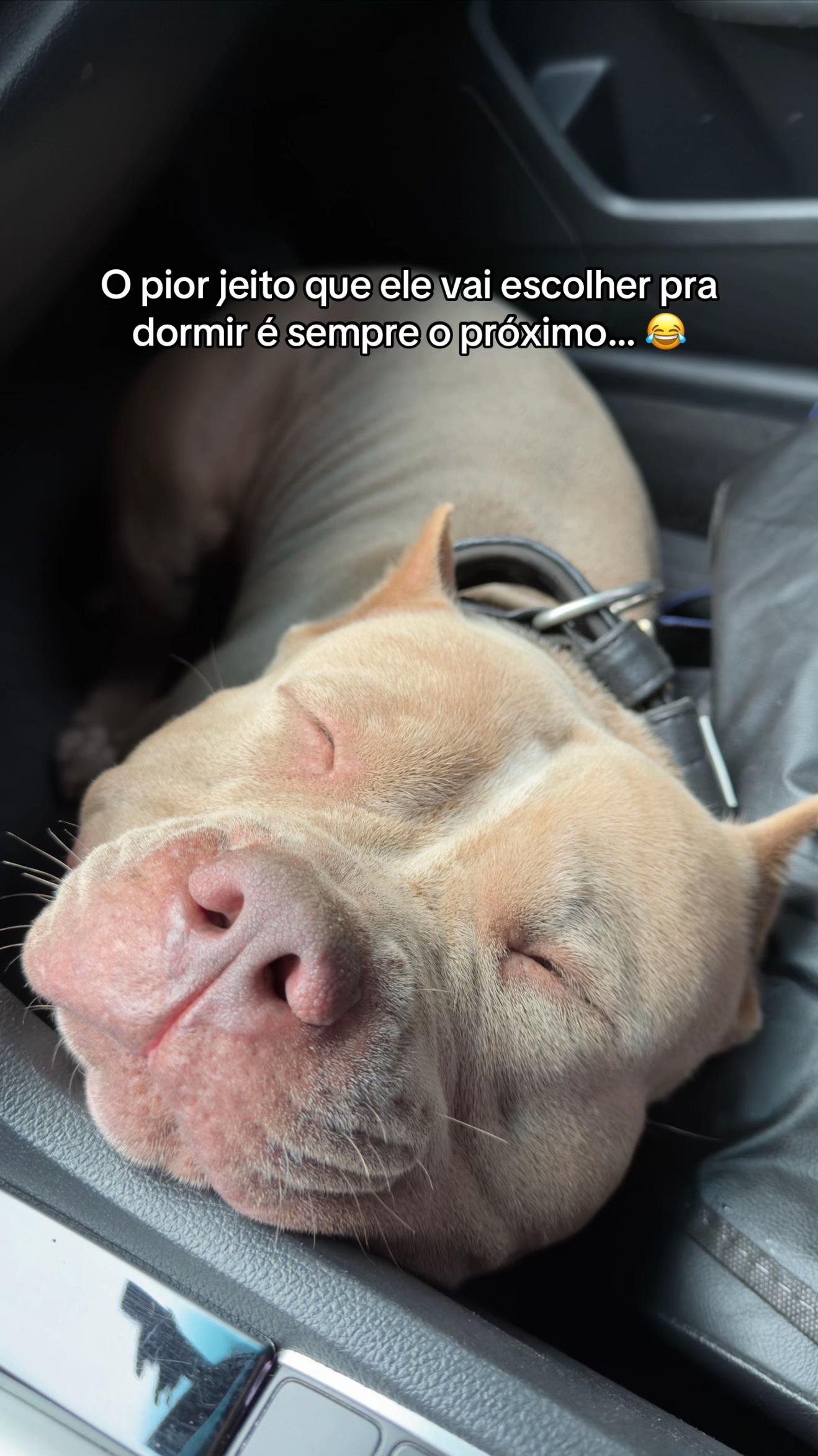 @Família Ragnar 🐶