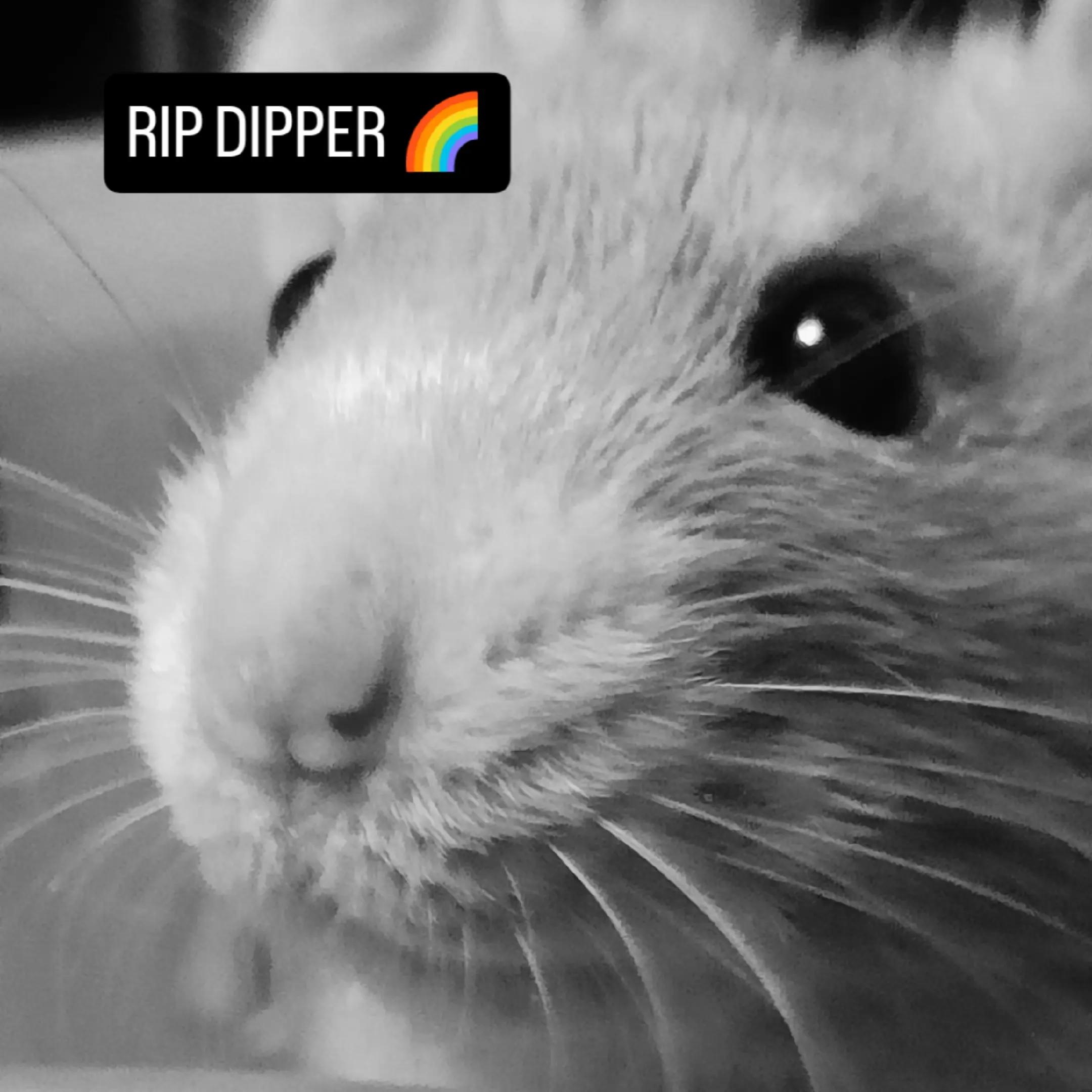 @thecuriousrats