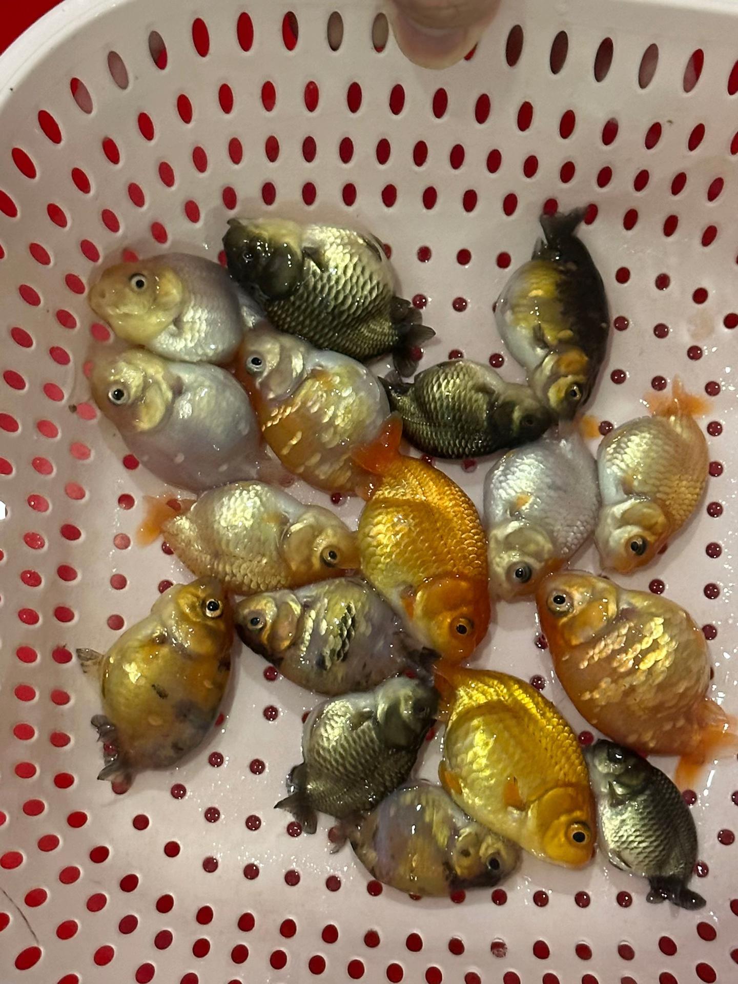 @Ranchu Sakana House 🐠
