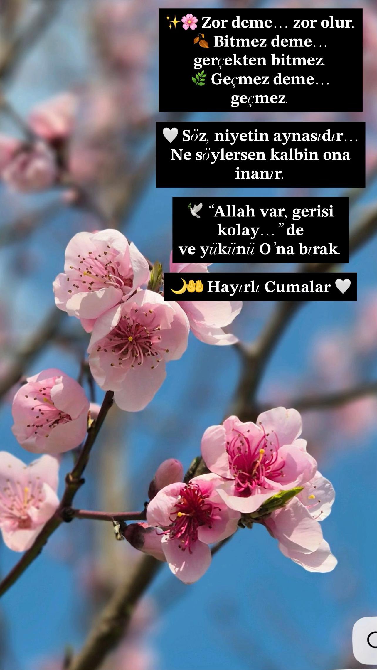 @dilekveli