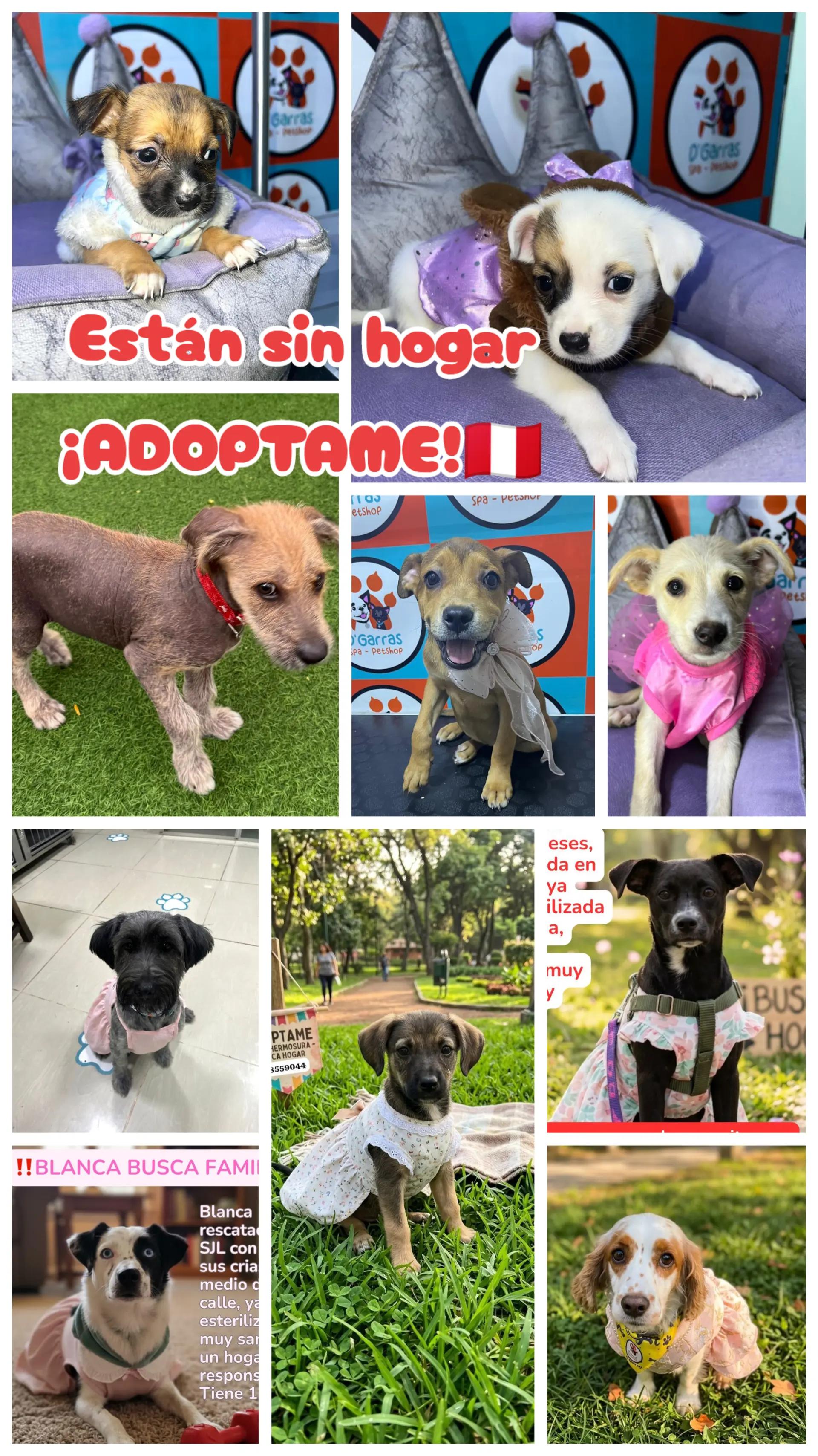 @Perritos Voladores