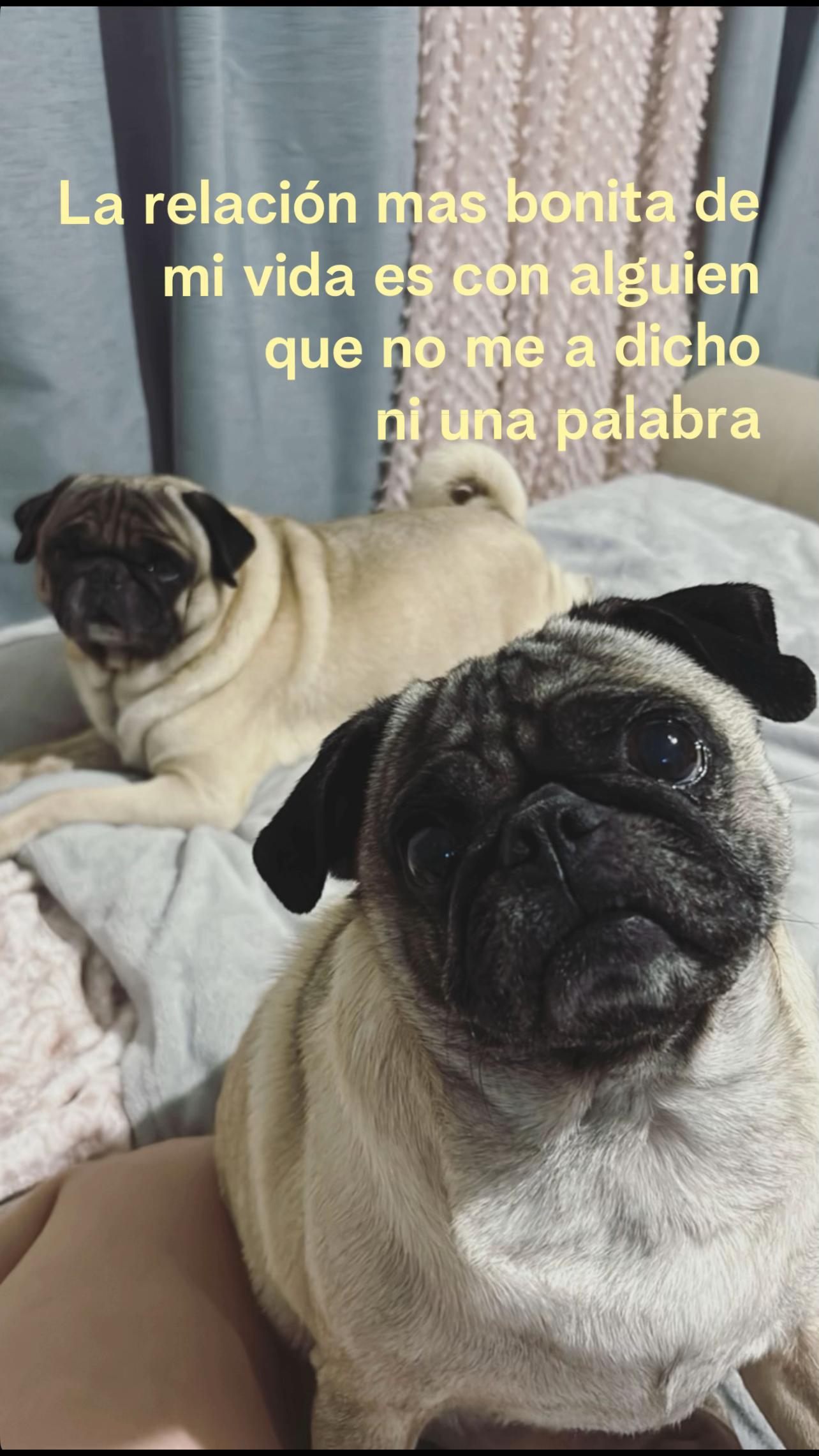 @A s h