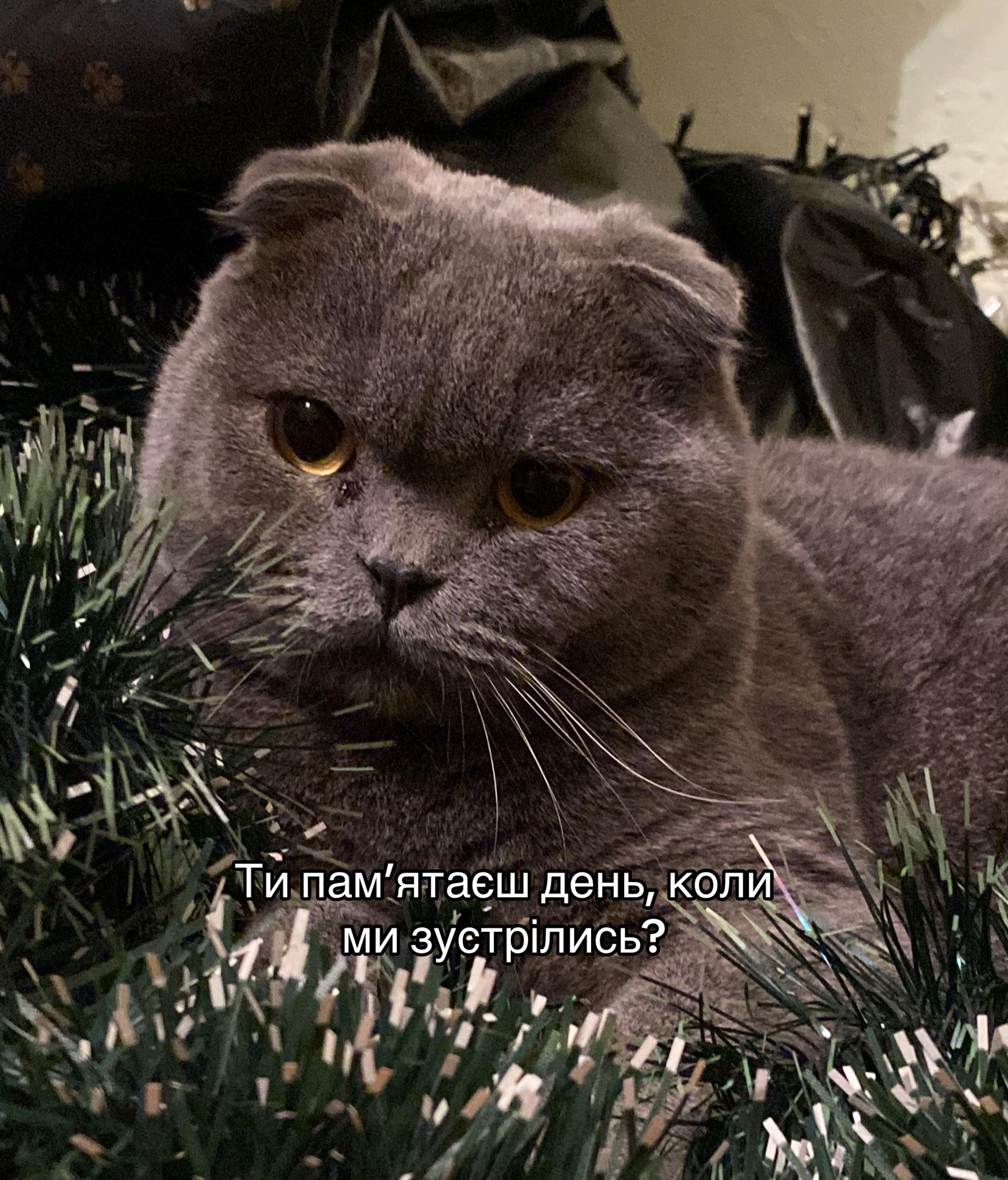 @Yulia Tereshko