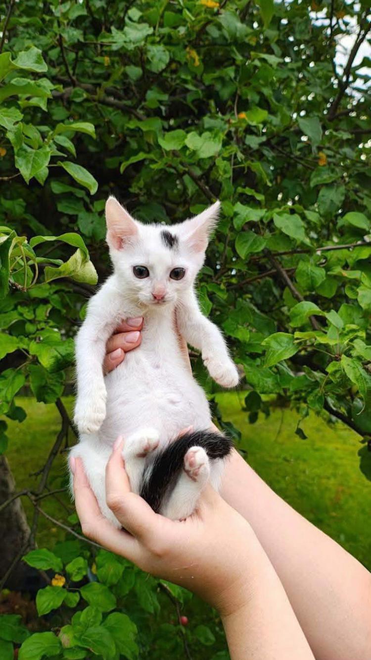 @Wodzisławskie Psy i Koty 😻🥺