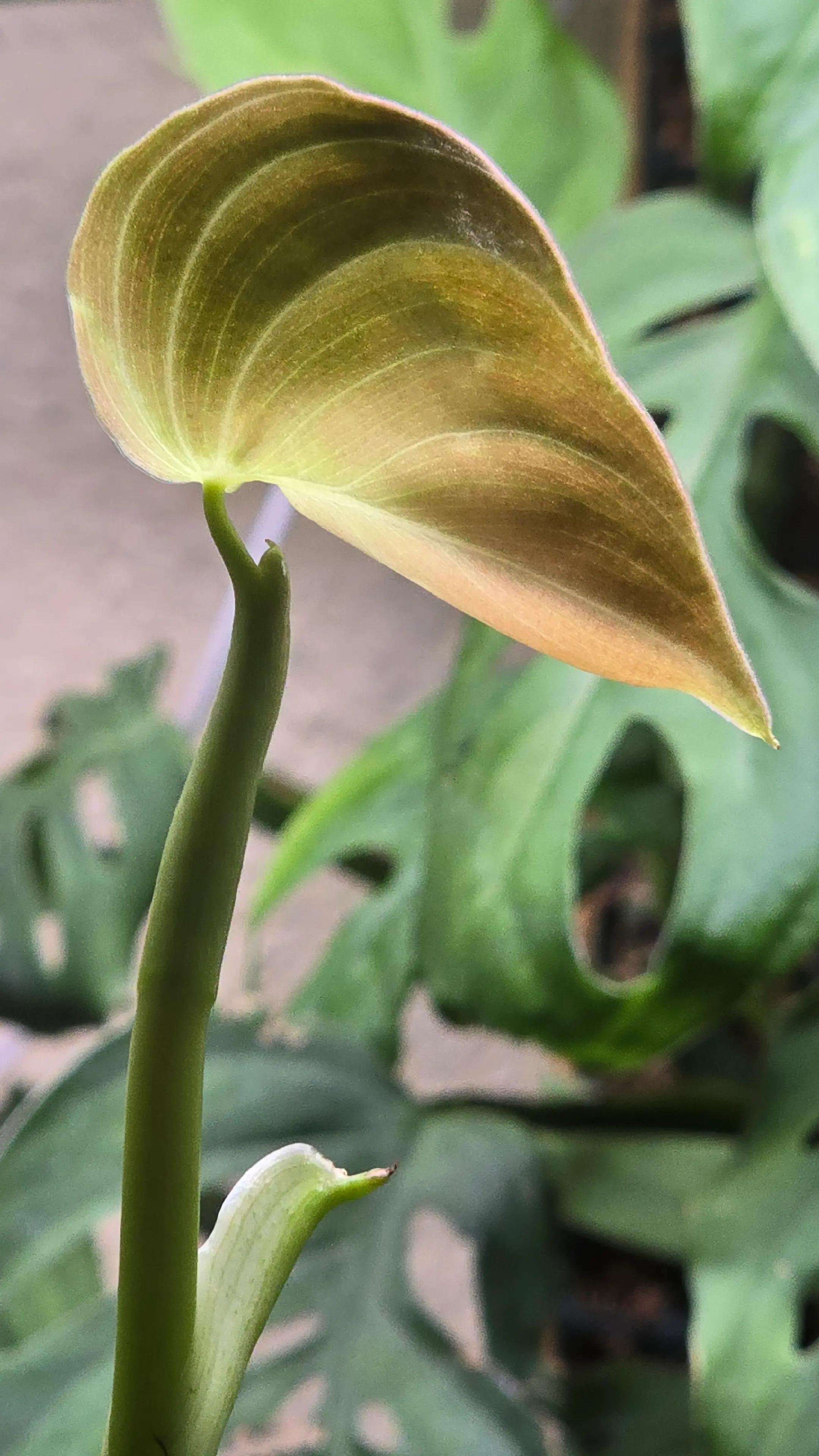 @🌱Plantonio🌱
