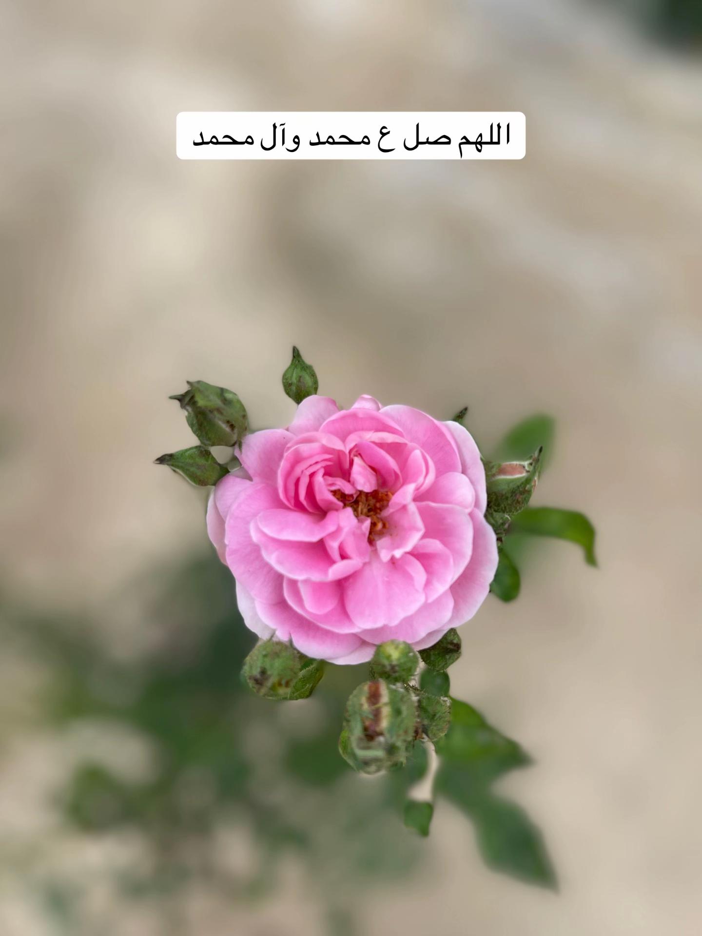 @ashkaltbiah