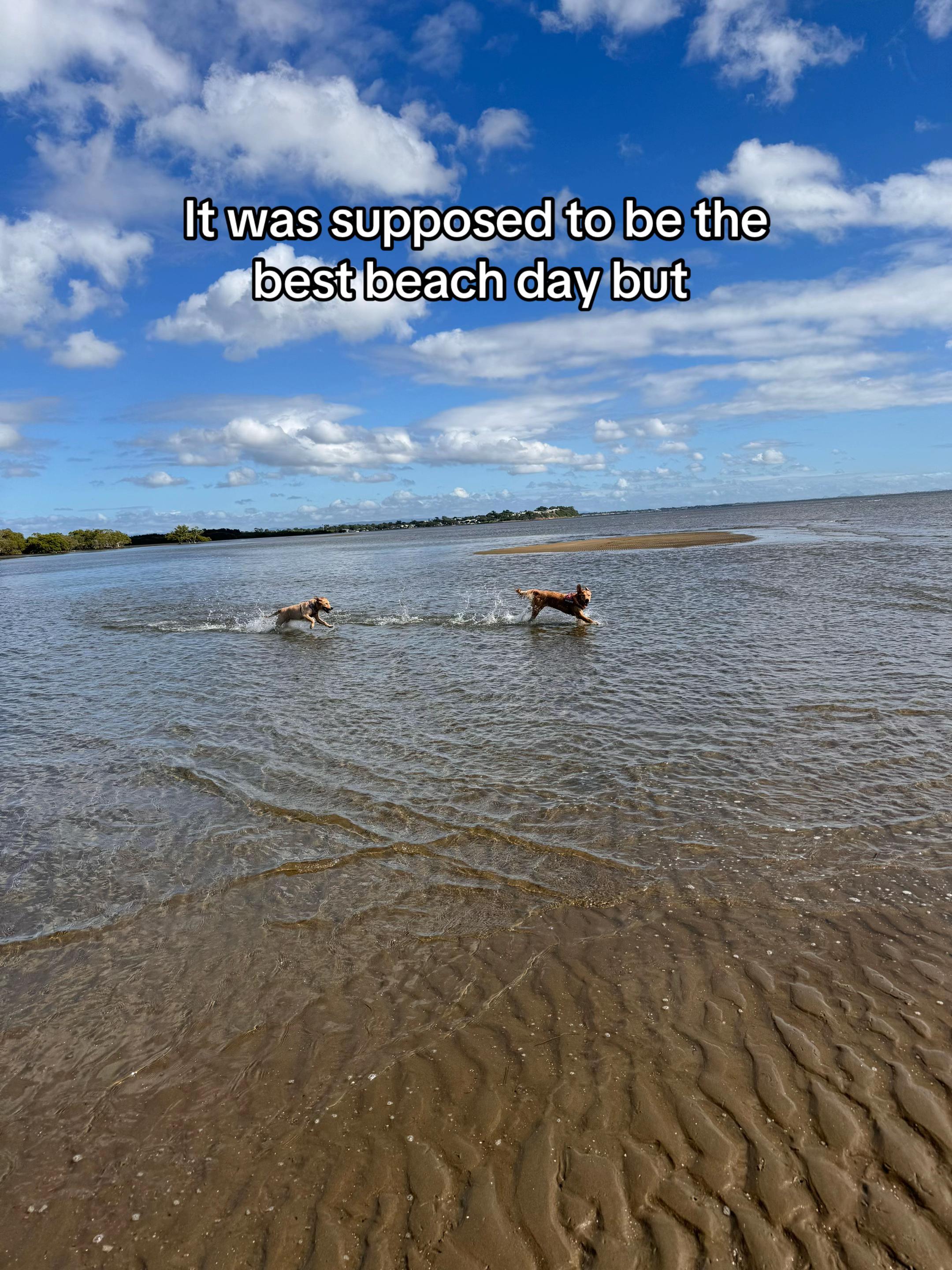 @3goldenretriever