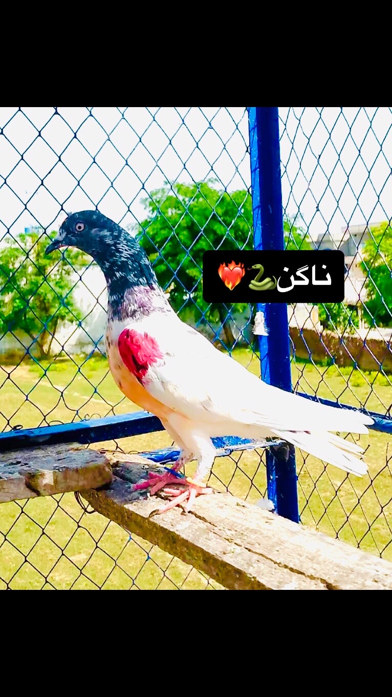 @Malik Shehzad