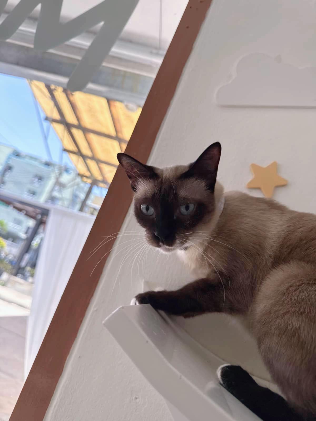 @คาเฟ่แมวโมริ Mori cat cafe'