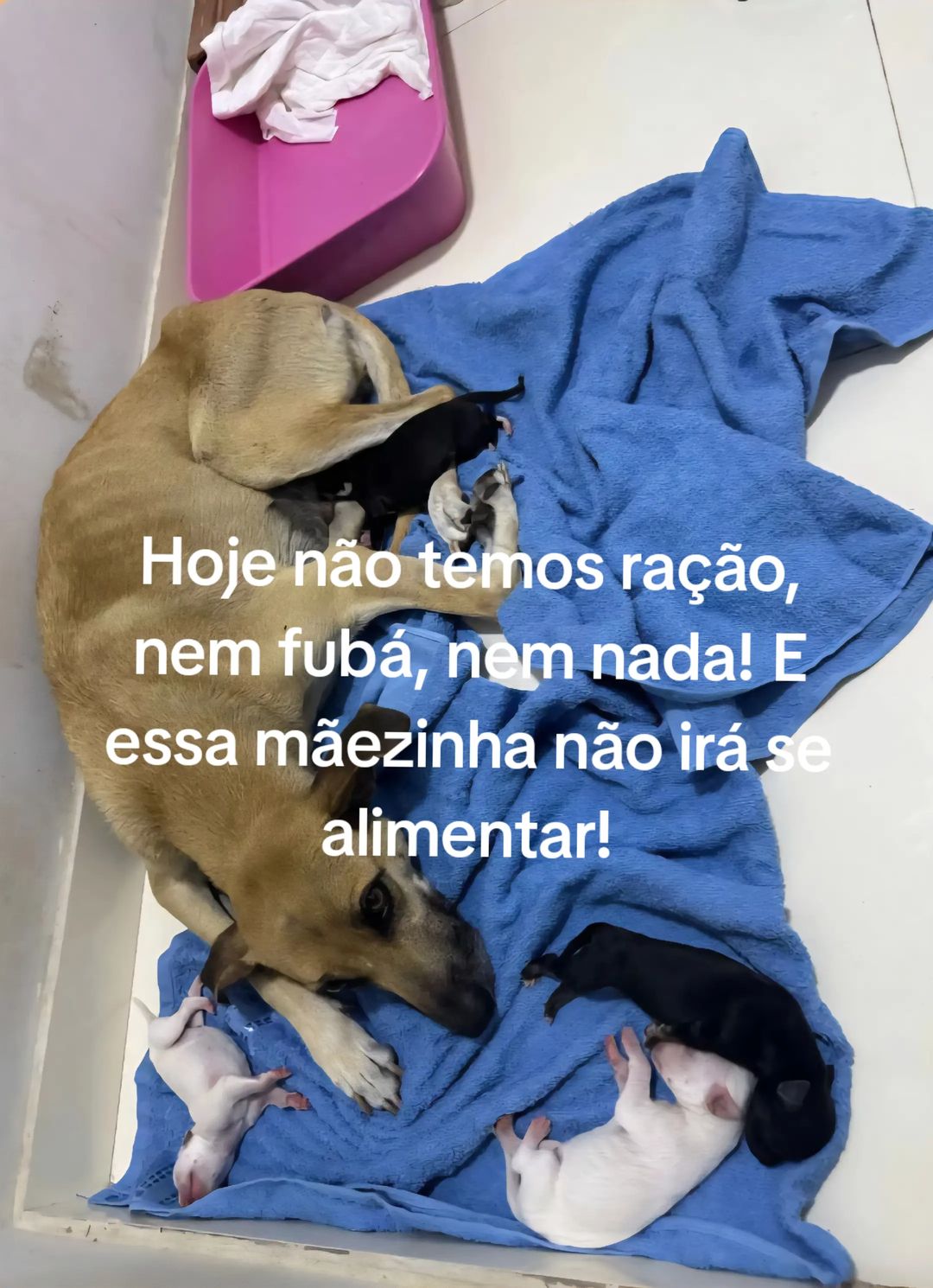 @Proteção Patas