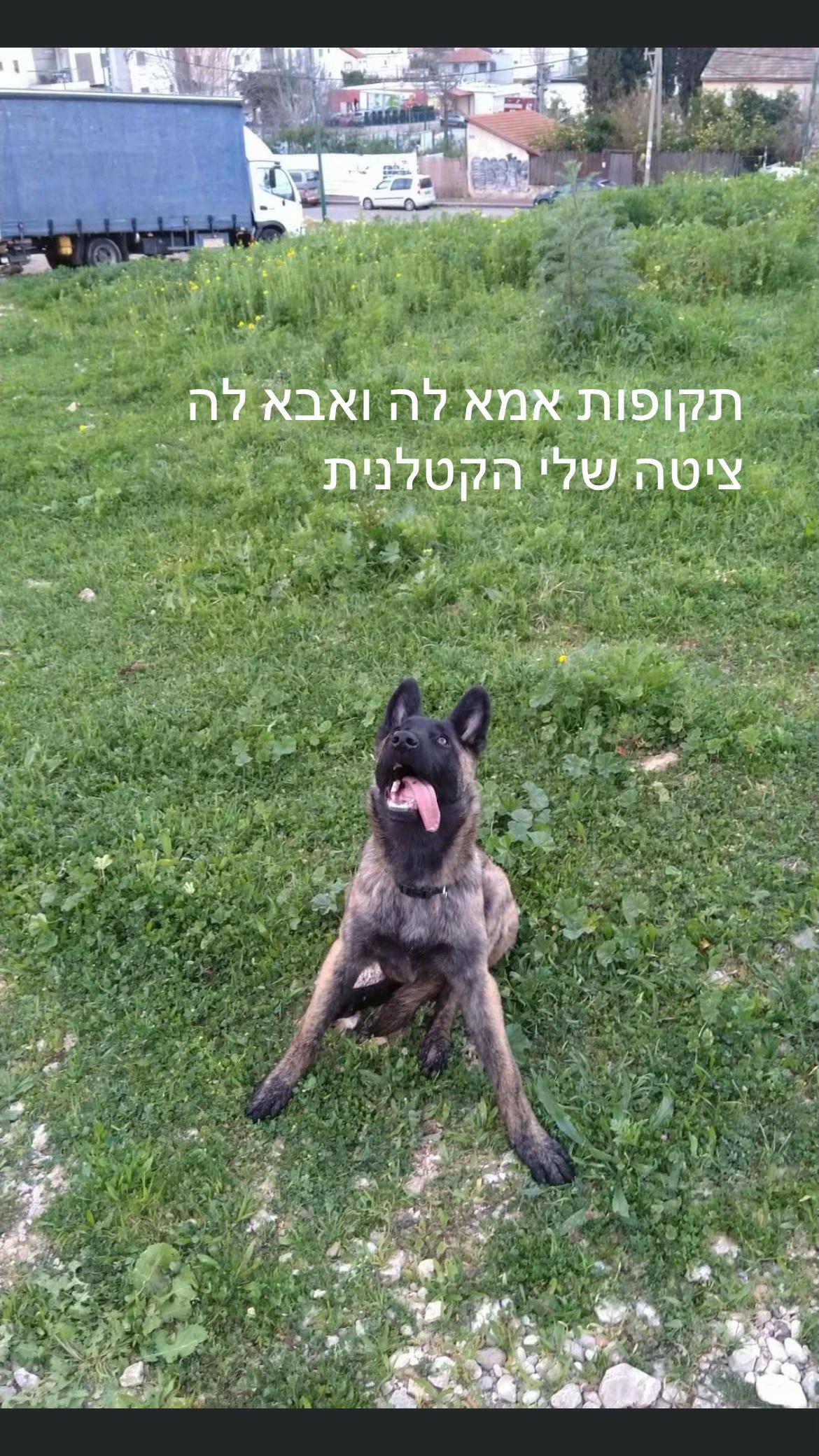 @החלילן מי המלט