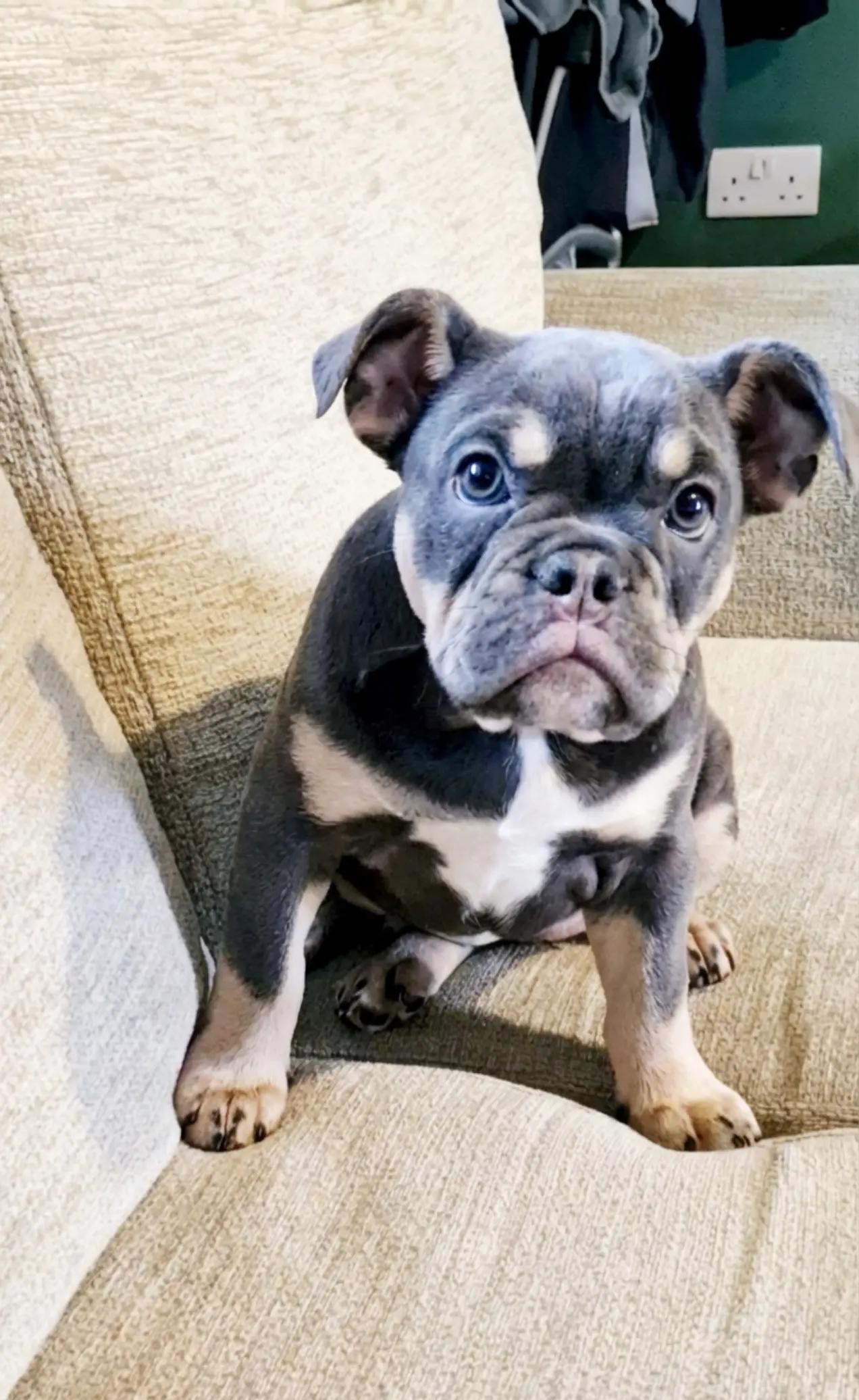 @dontbullymybreed