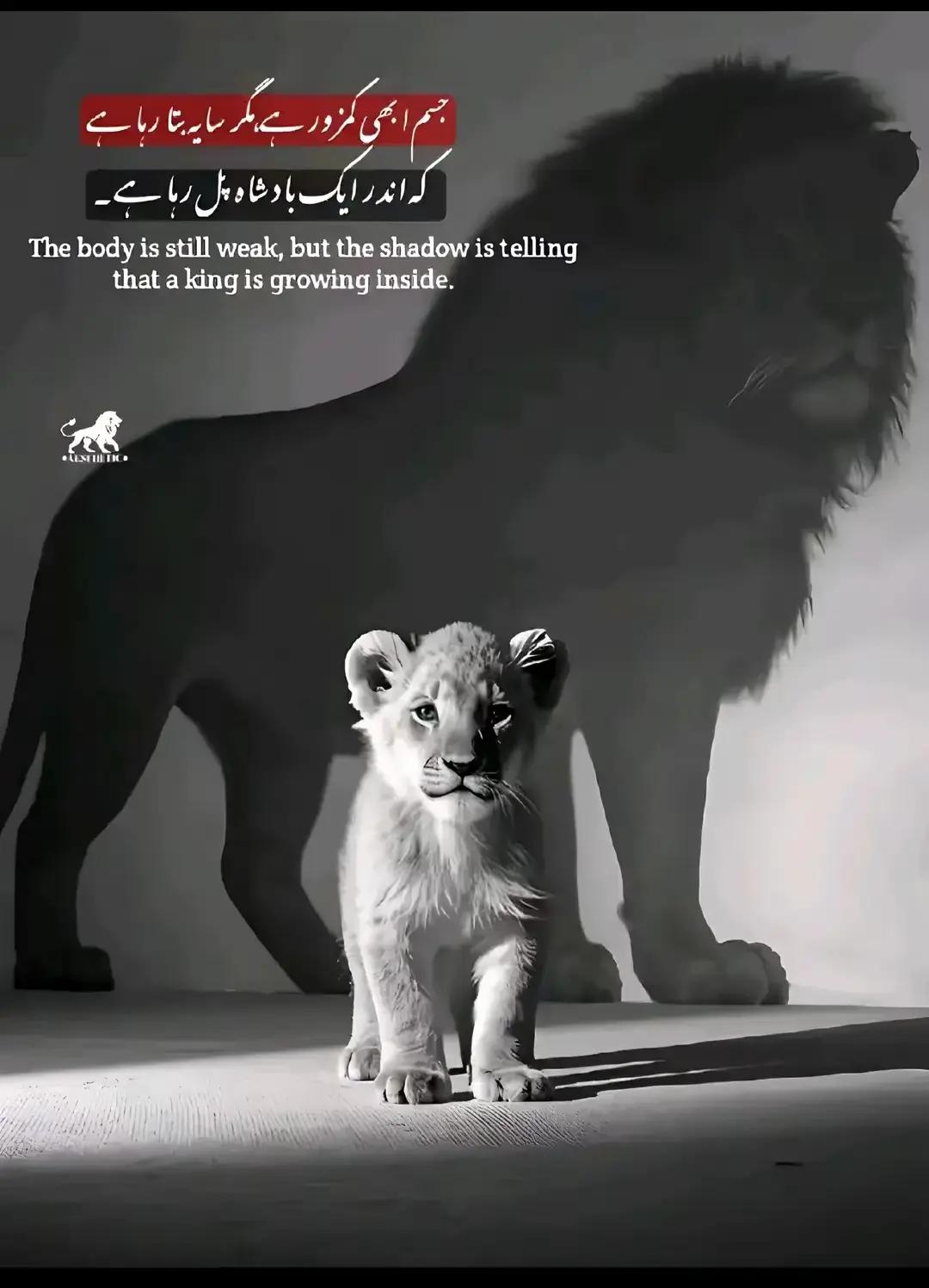 @siddiquejutt09