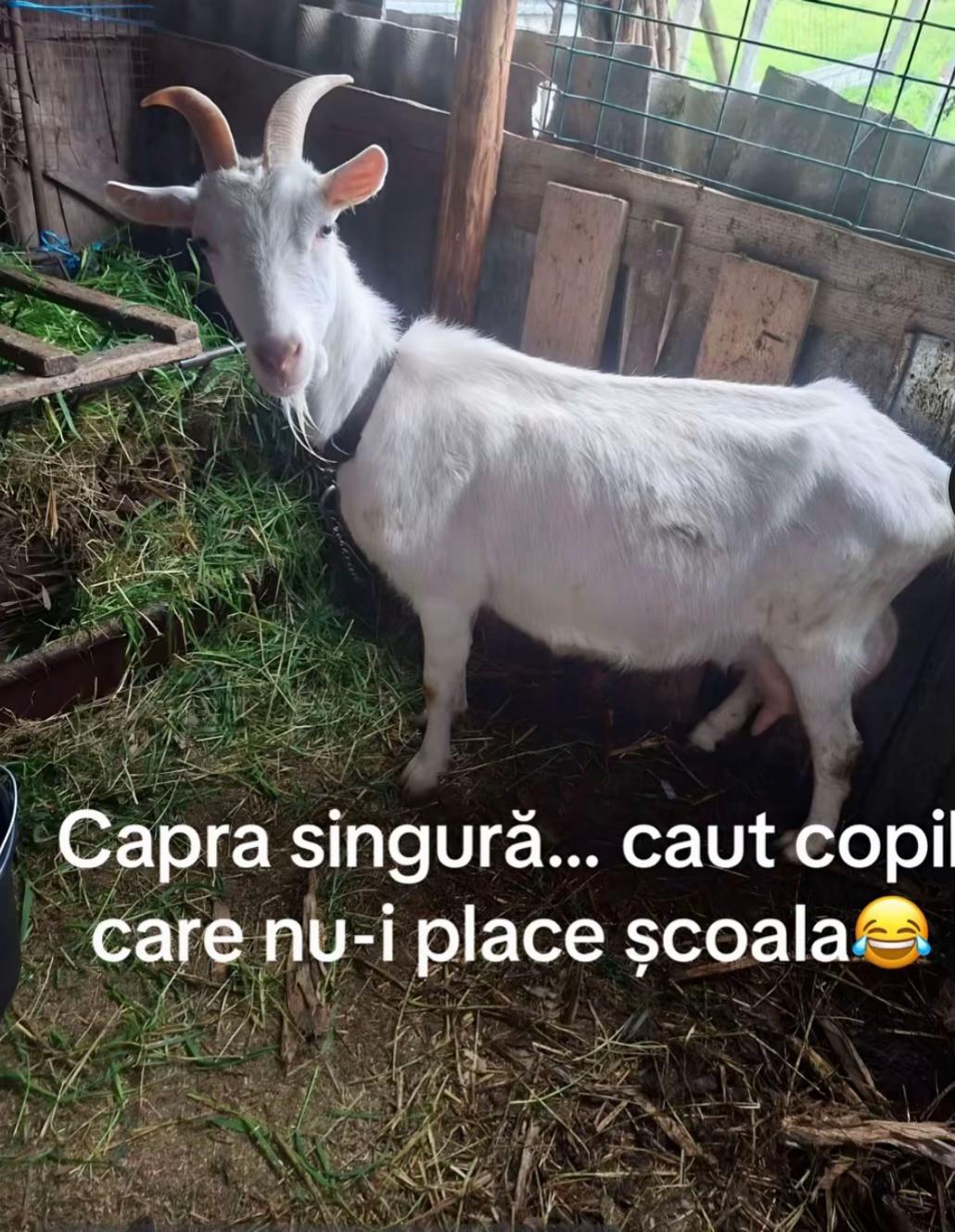 @Florentina Mădălina
